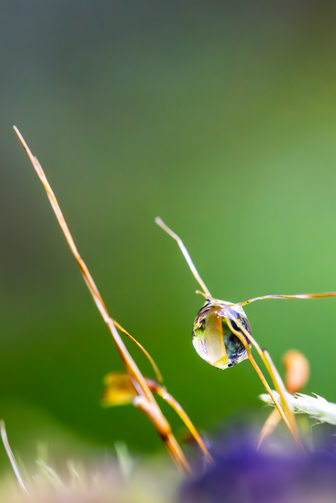 Jewel of the Morning