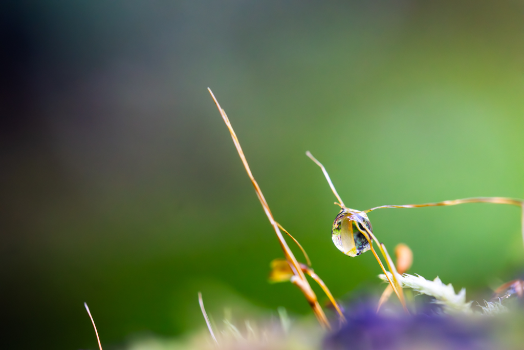 Jewel of the Morning