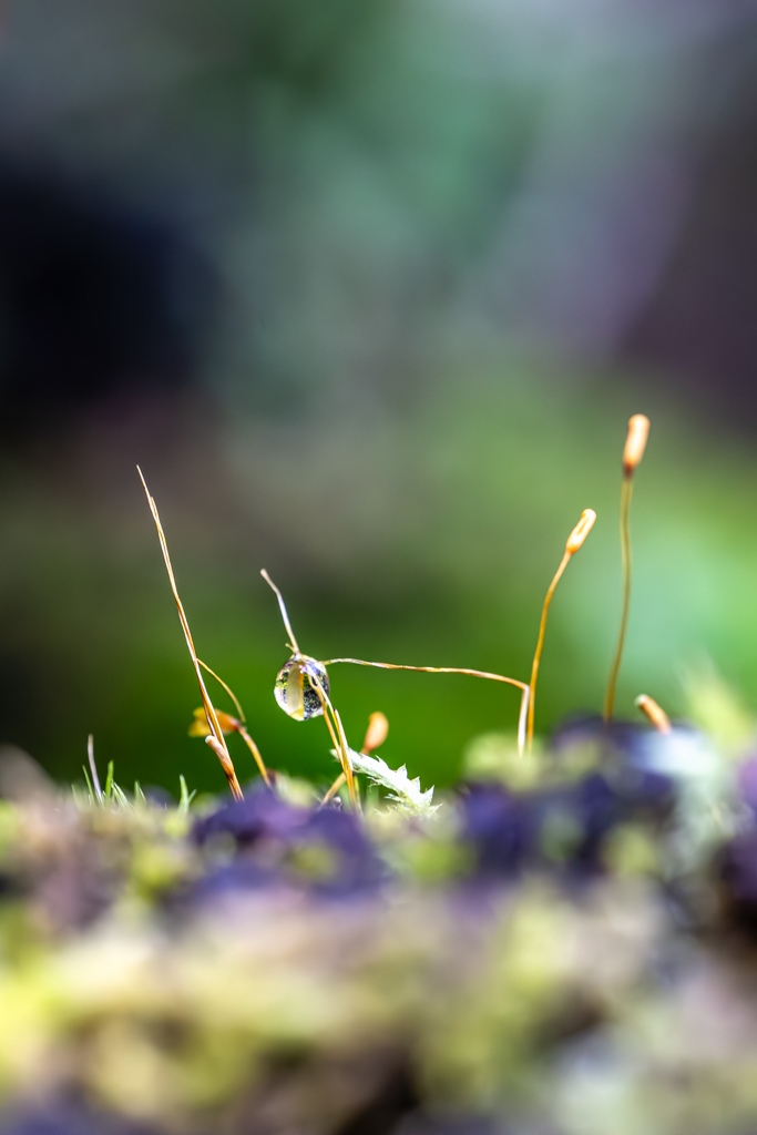 Jewel of the Morning