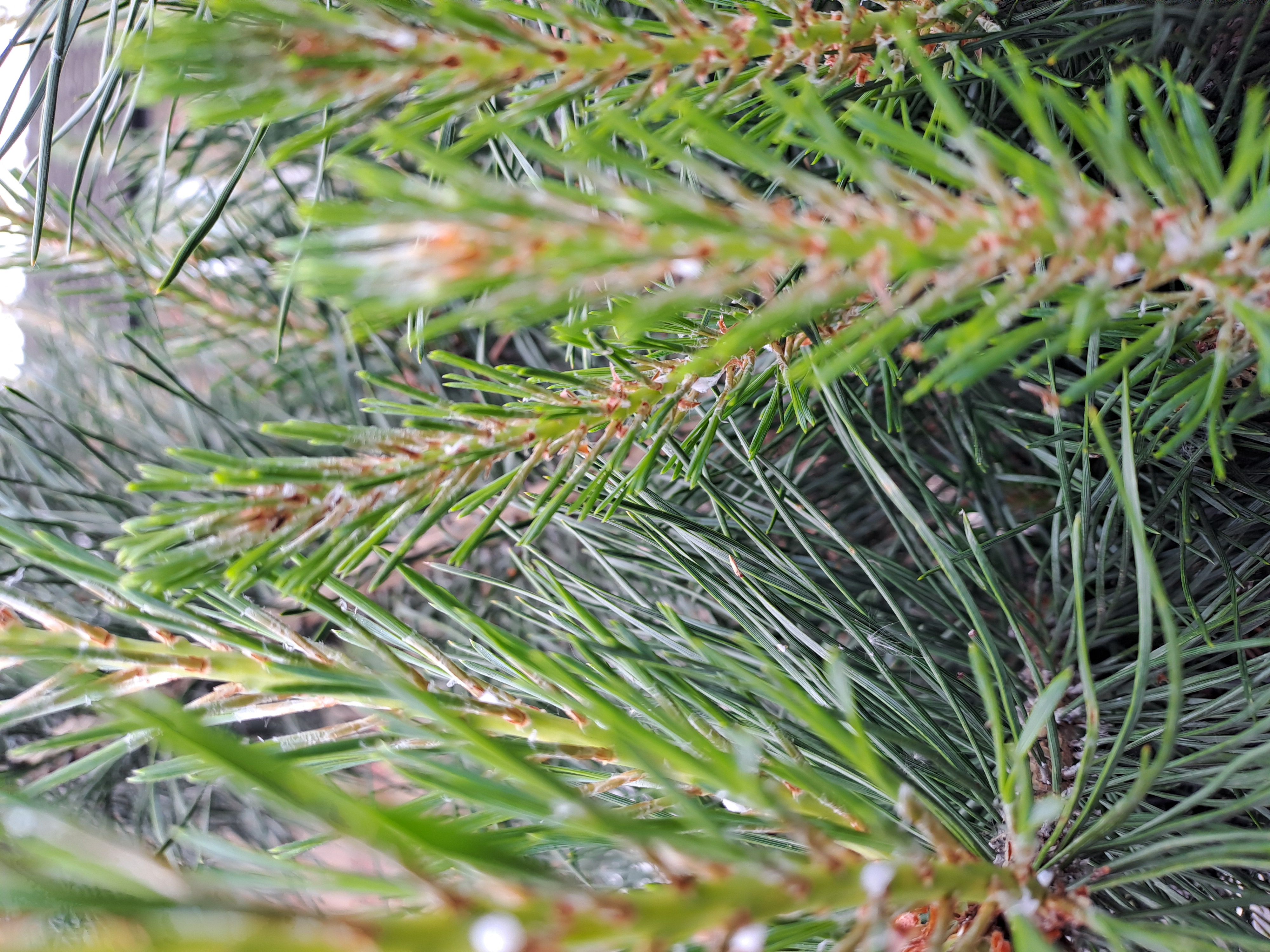 Christmas Stained Glass Workshop Tiffany Technique, Saturday 13th December, 10am- 1pm