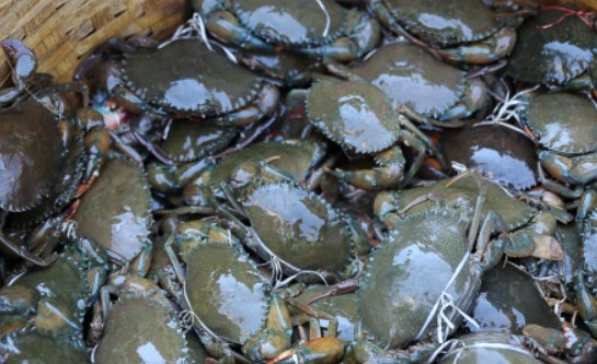 Crab (केकड़ा)