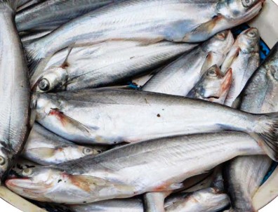 Bachwa ("बचवा") - गंगा नदी