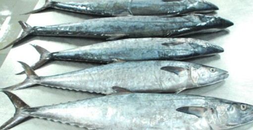 Surmai ("सुरमई")/ Seer Fish / King Fish