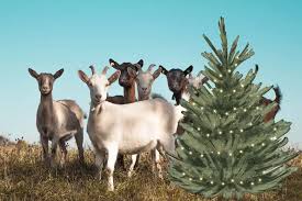 Christmas Tree Pickups