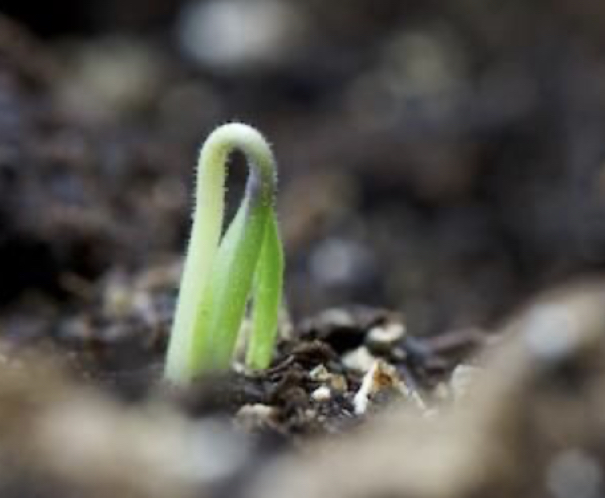 Chefa J - In home dinner therapy