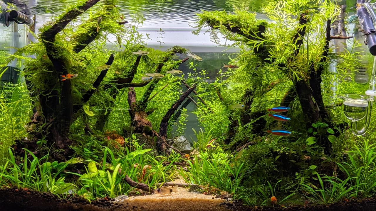 The Submerged Garden