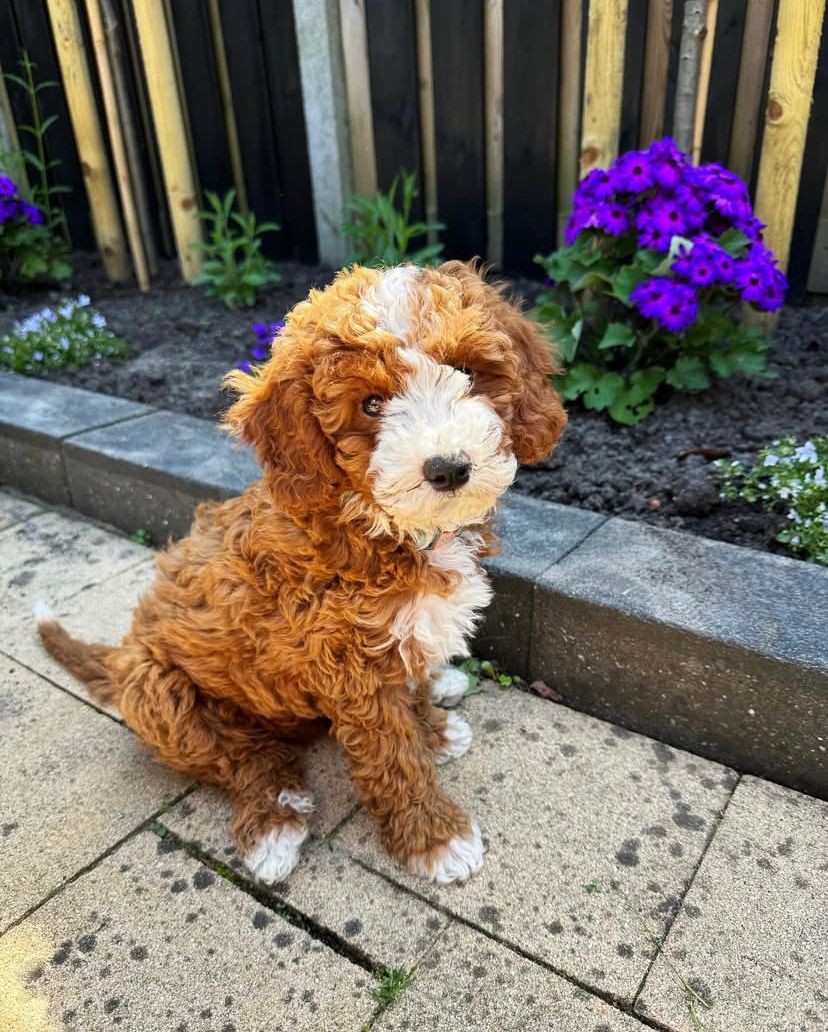 Charlie Cavapoo macho