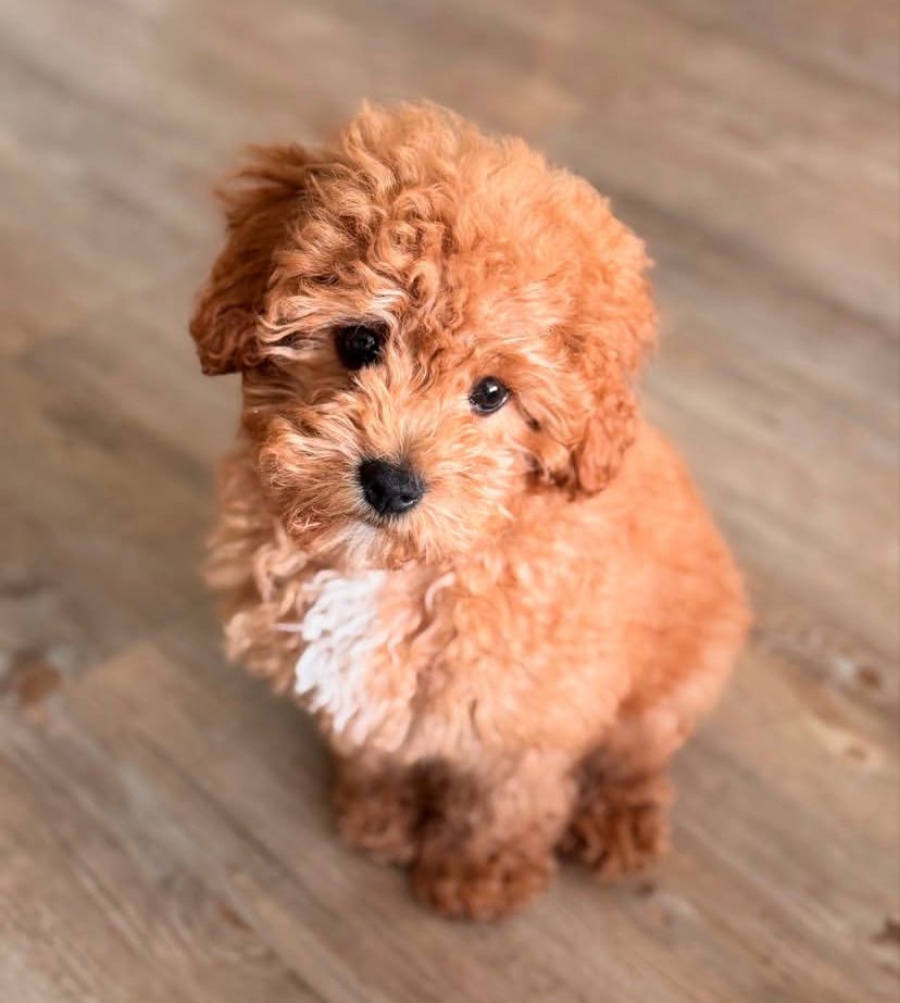 Cavapoo Macho Bxater
