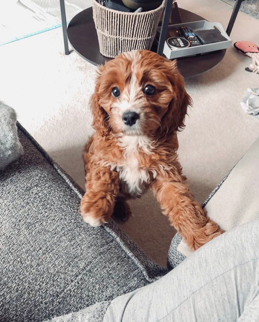Cava Cavapoo Macho