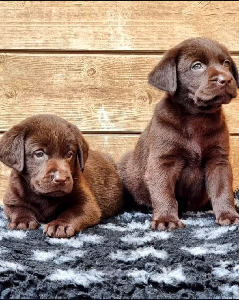 Par disponible para la venta