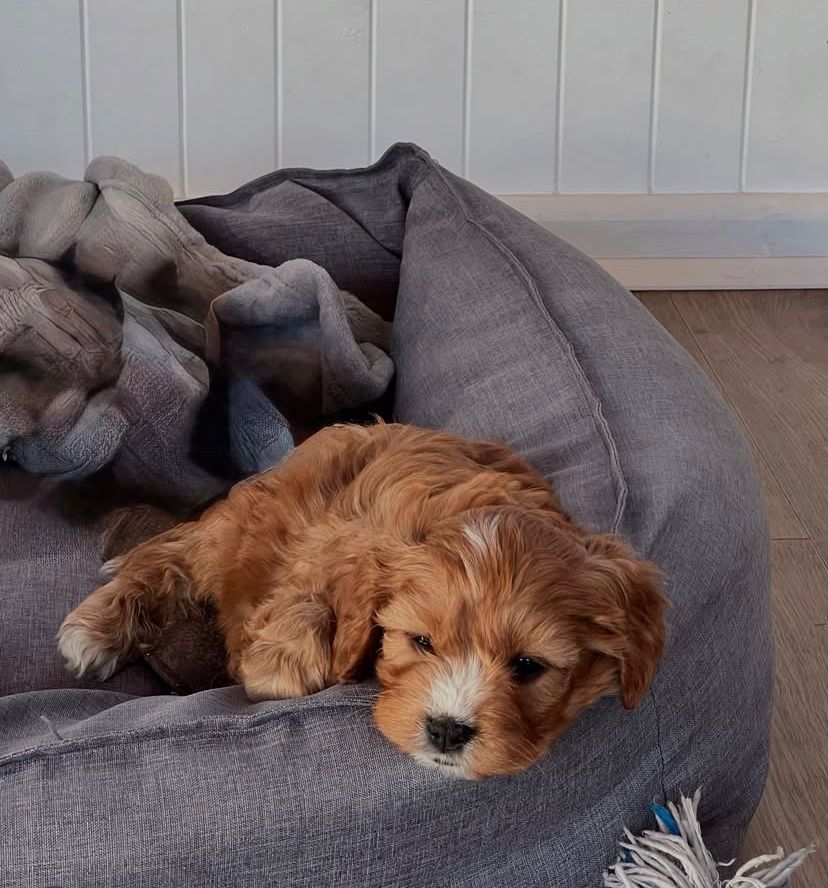 Ollie Cavapoo hembra