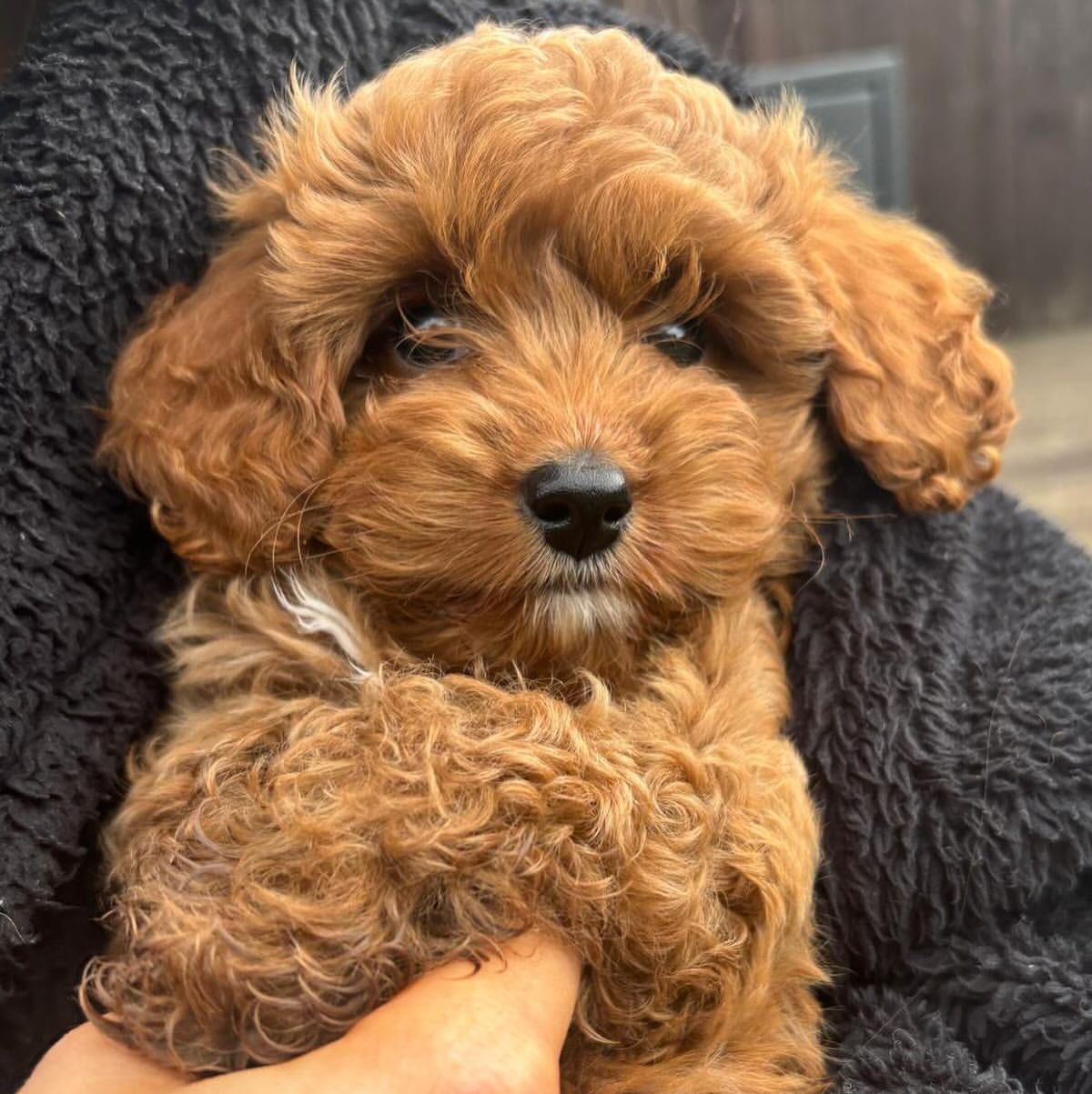 Chester Cavapoo macho Chester