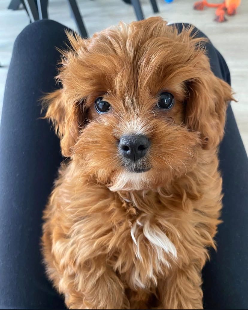 Meli Cavapoo hembra