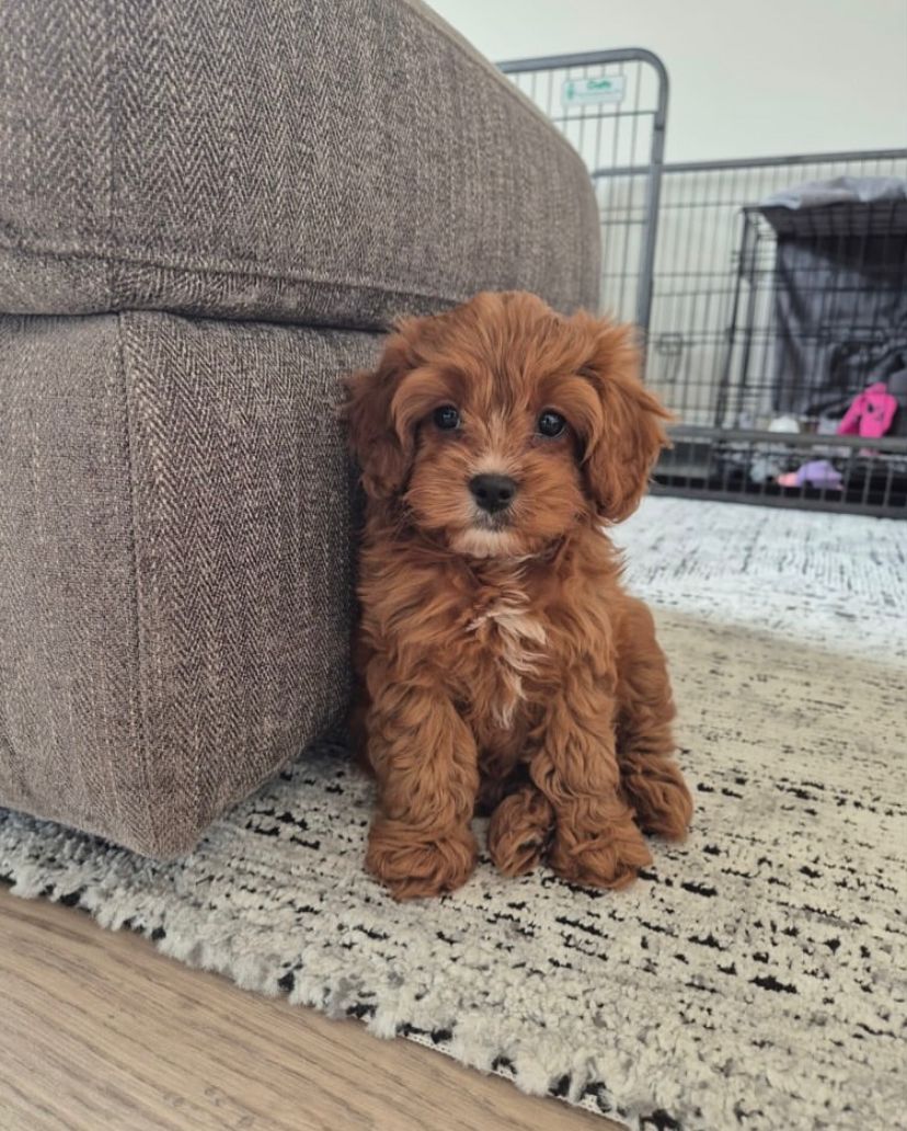 Cavapoo Macho Harper