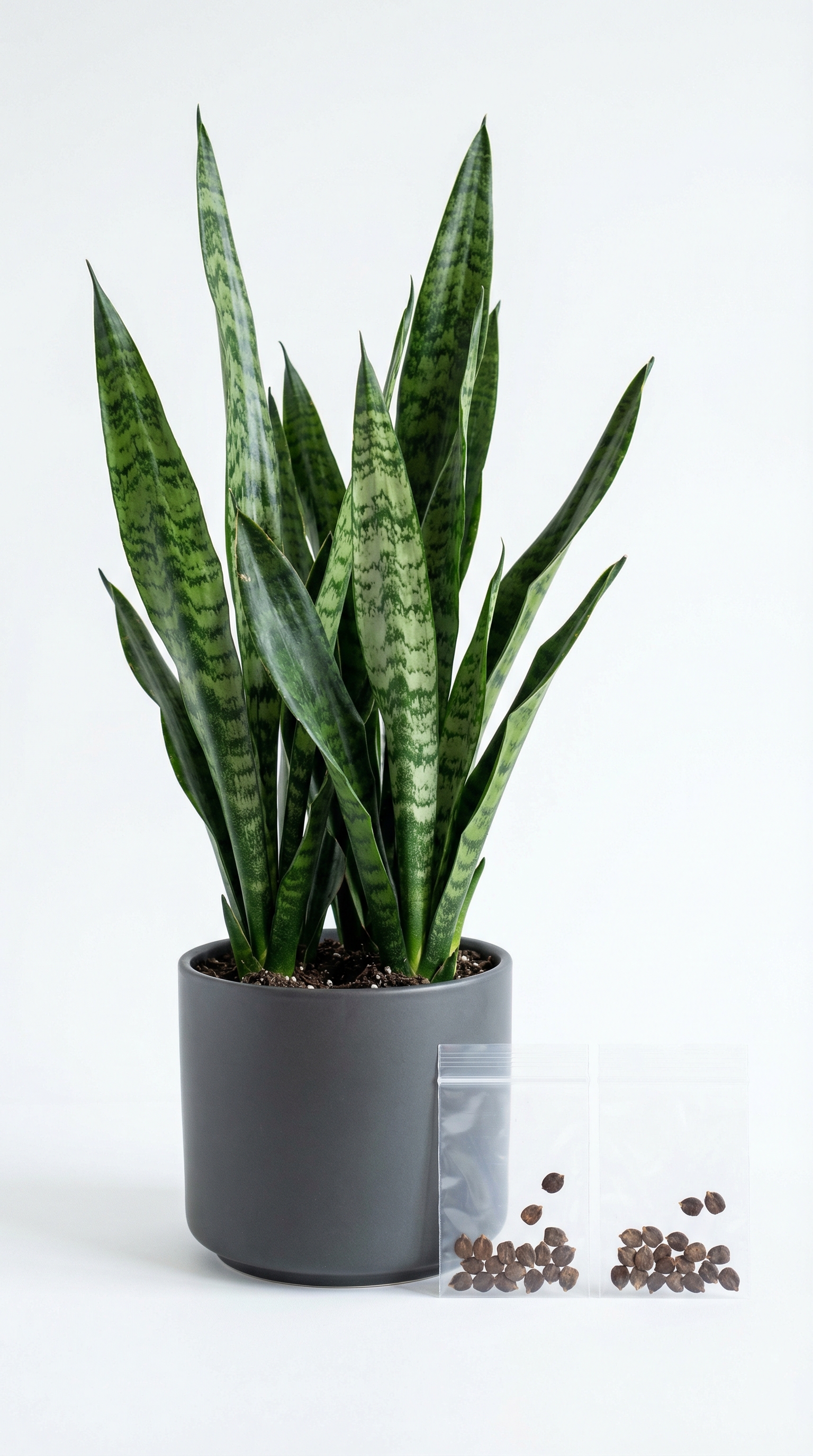 Snake Plant Indoor Decor with Seed Kit – Clean Air Power Plant (Rs. 105)