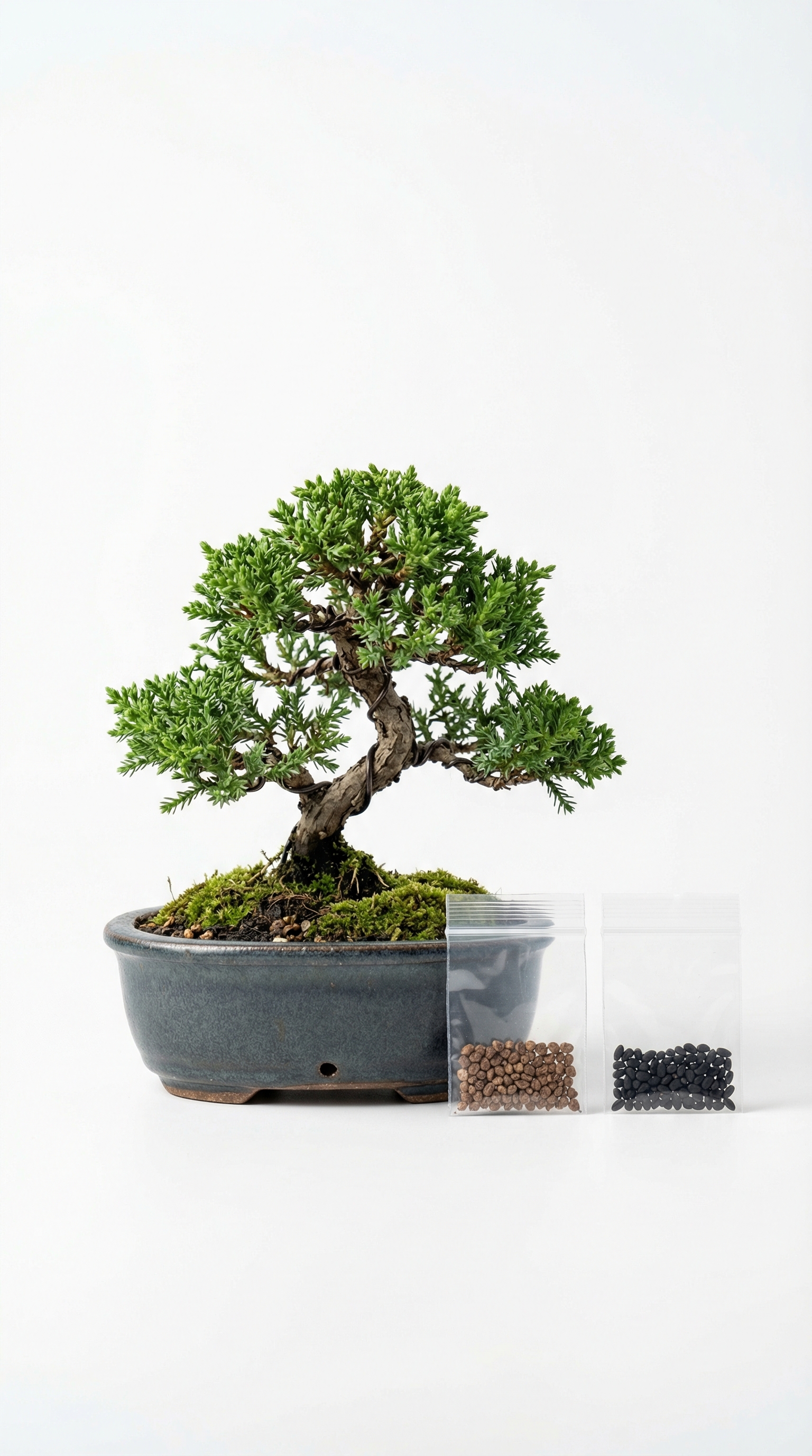 Zen Bonsai Tree Decor with Seed Kit – Peaceful Living Decor (Rs. 125)