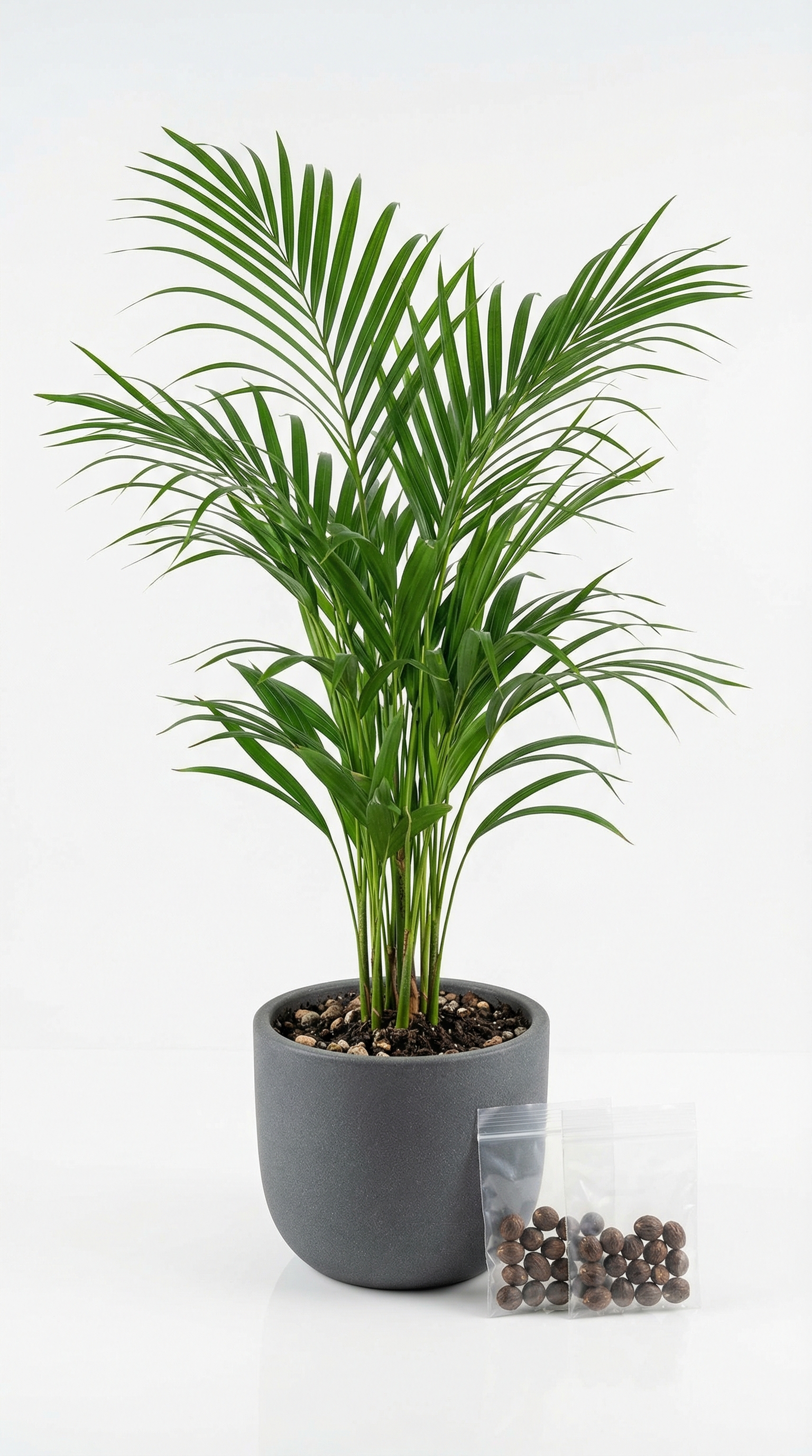 Areca Palm Plant with Seed Kit – Fresh. Premium. Luxurious. (Rs. 105)