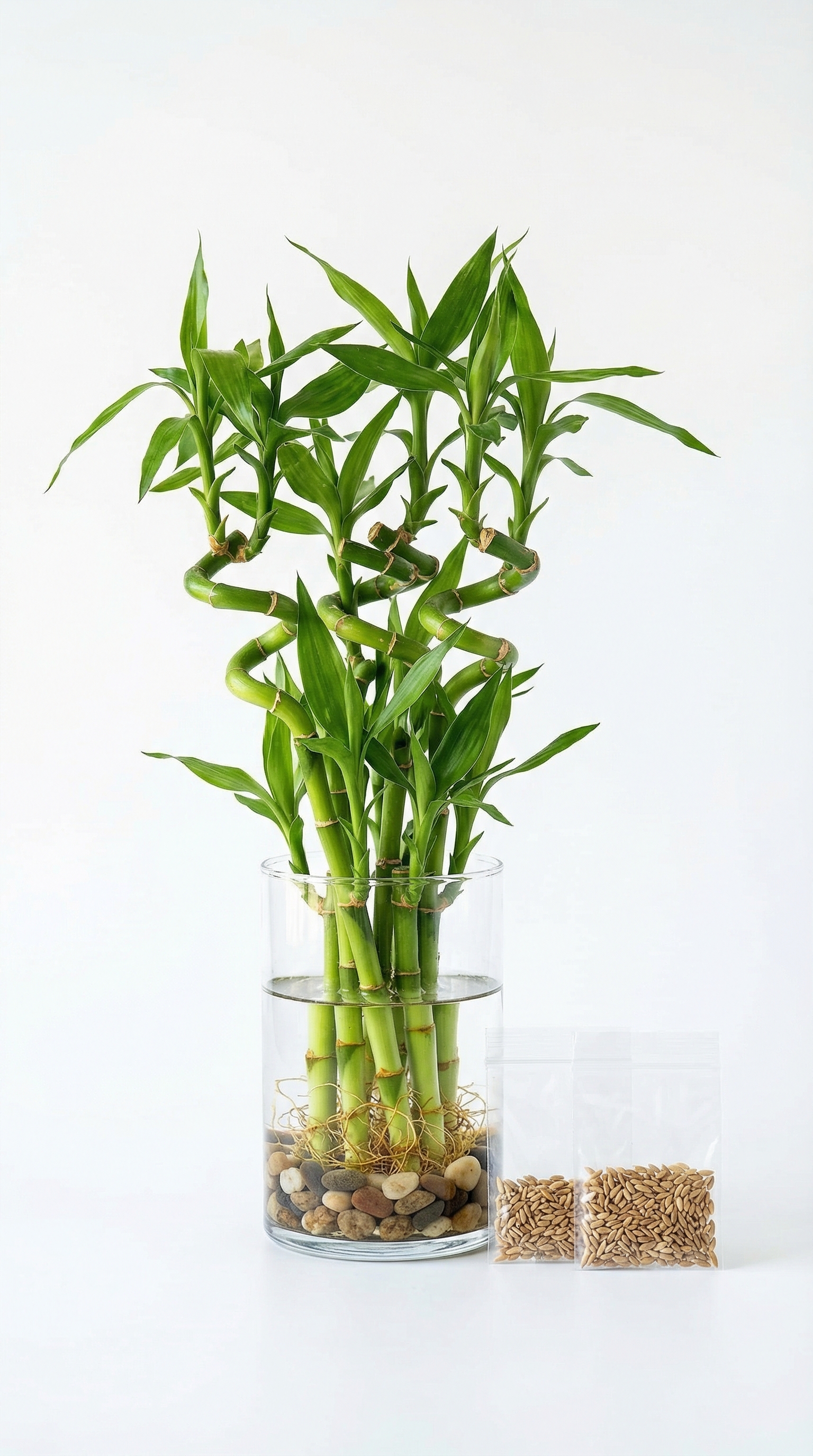 Lucky Bamboo Glass Vase Plant with Seed Kit – Wealth & Growth Decor (Rs. 110)