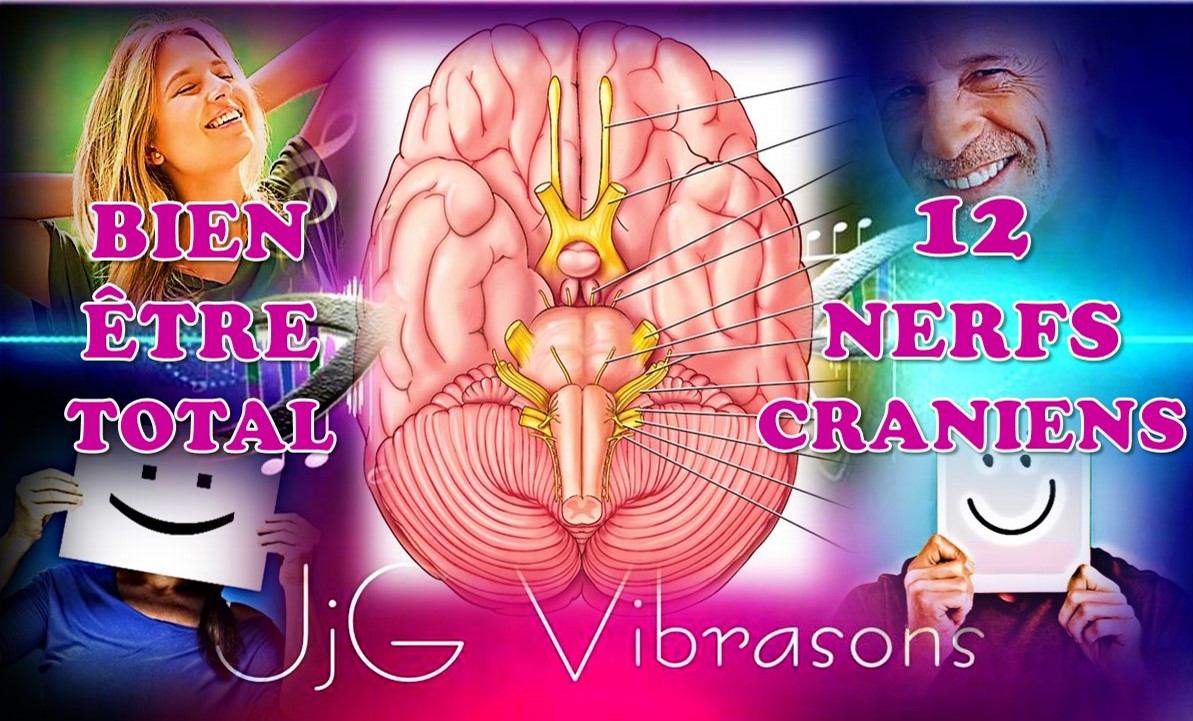 LES 12 NERFS CRANIENS