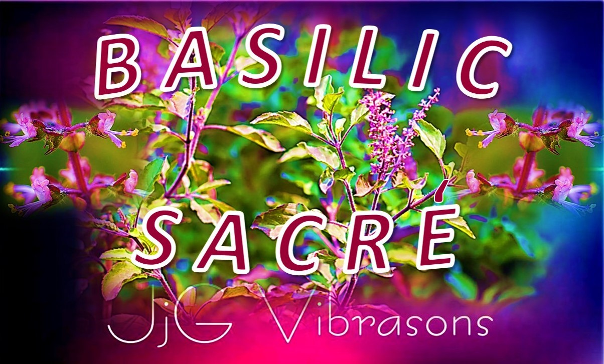 TULSI le BASILIC SACRE 
