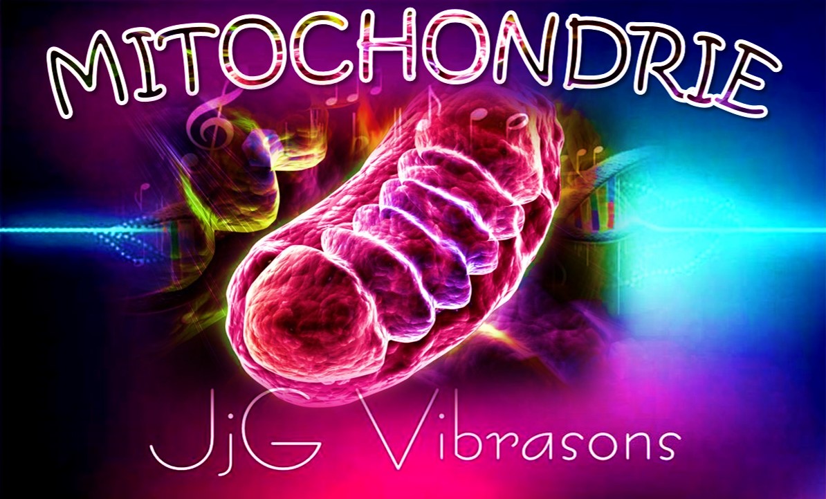 MYTOCHONDRIES ENERGETIQUE