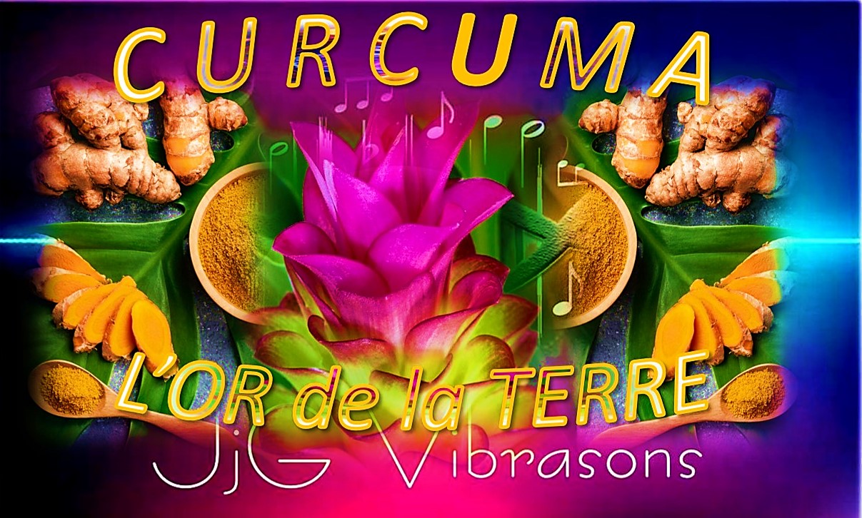 CURCUMA - L'OR DE LA TERRE