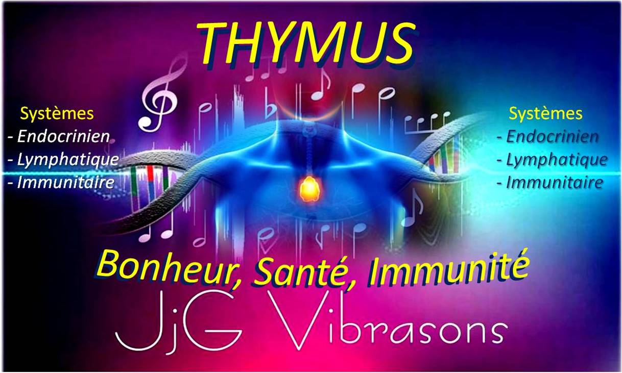 THYMUS