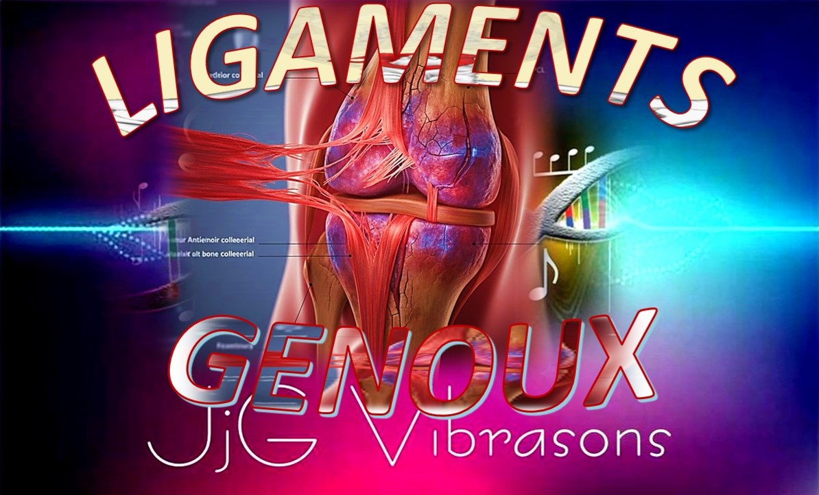 LIGAMENTS GENOUX