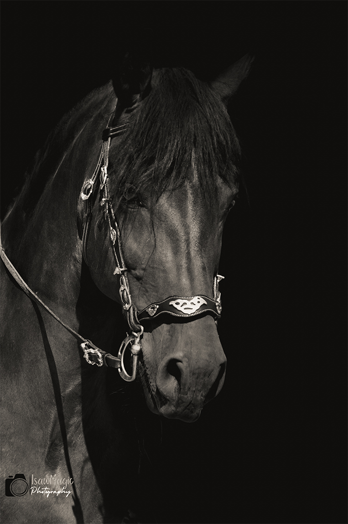 Formule 10 photos HD