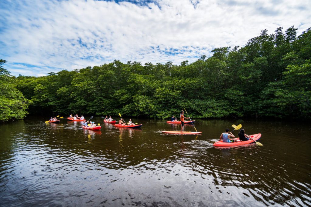 Paket Wisata Kayak di Hutan Mangrove