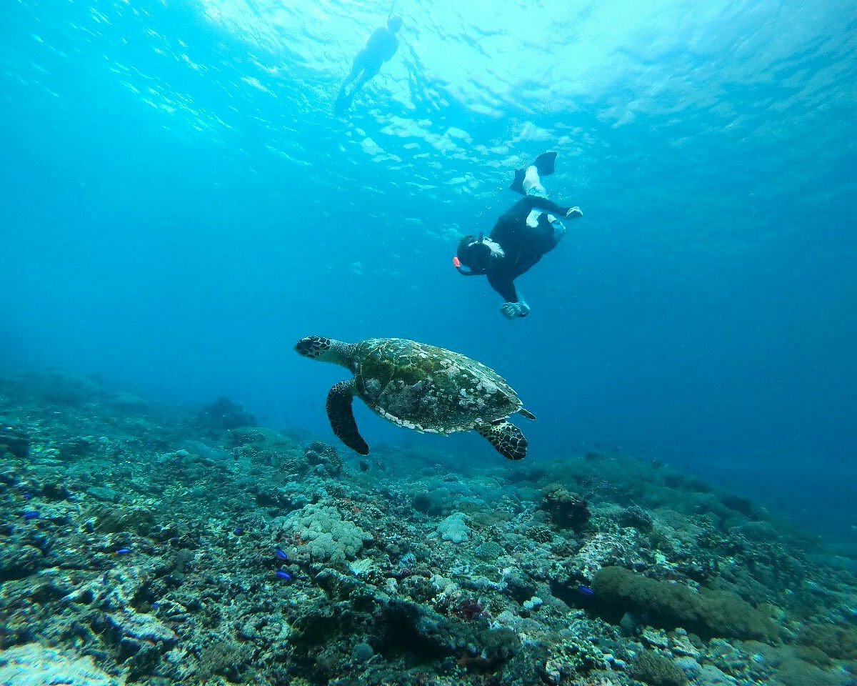Paket Snorkeling Bersama Penyu