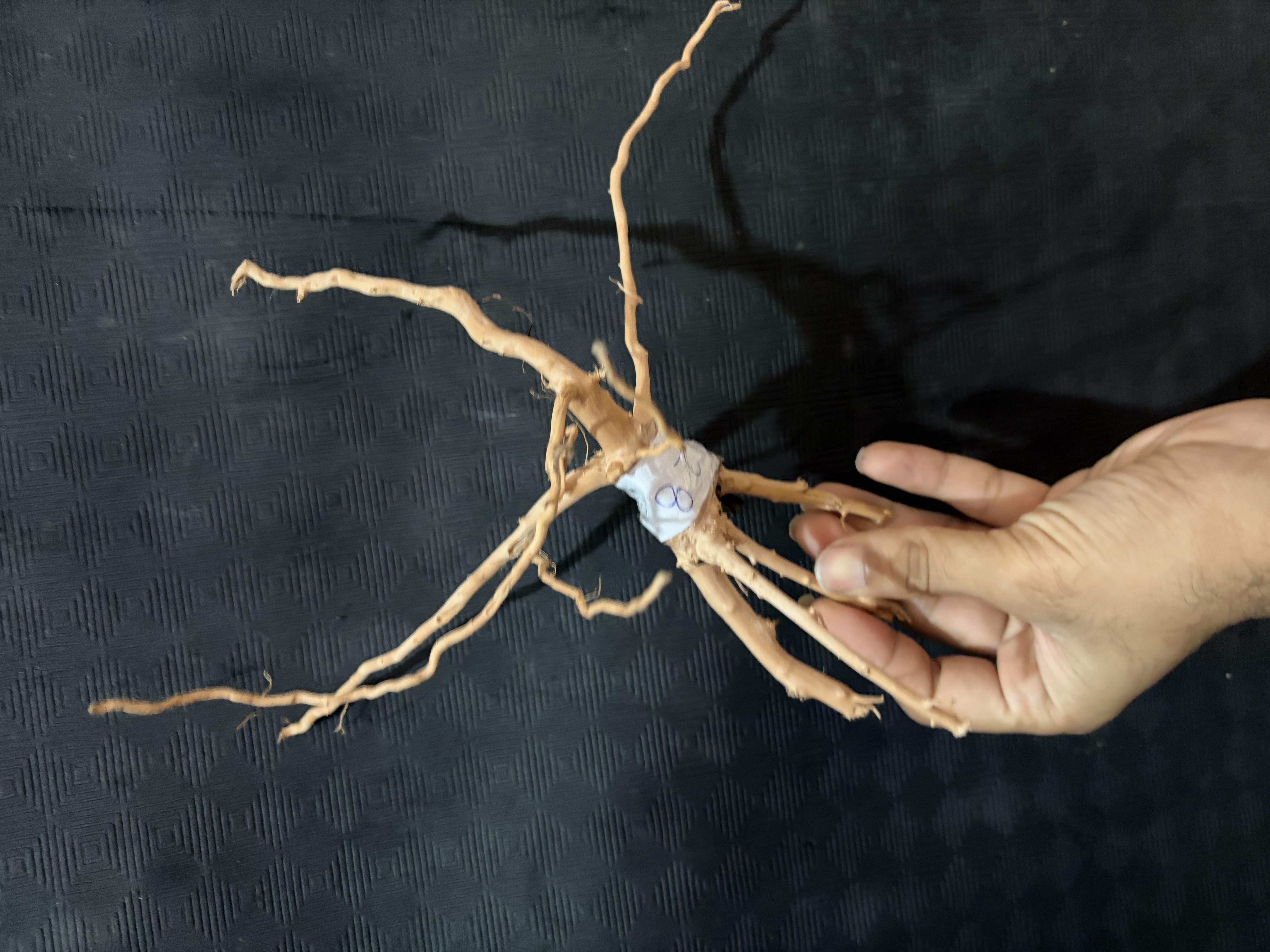 Terrarium wood Small : 28