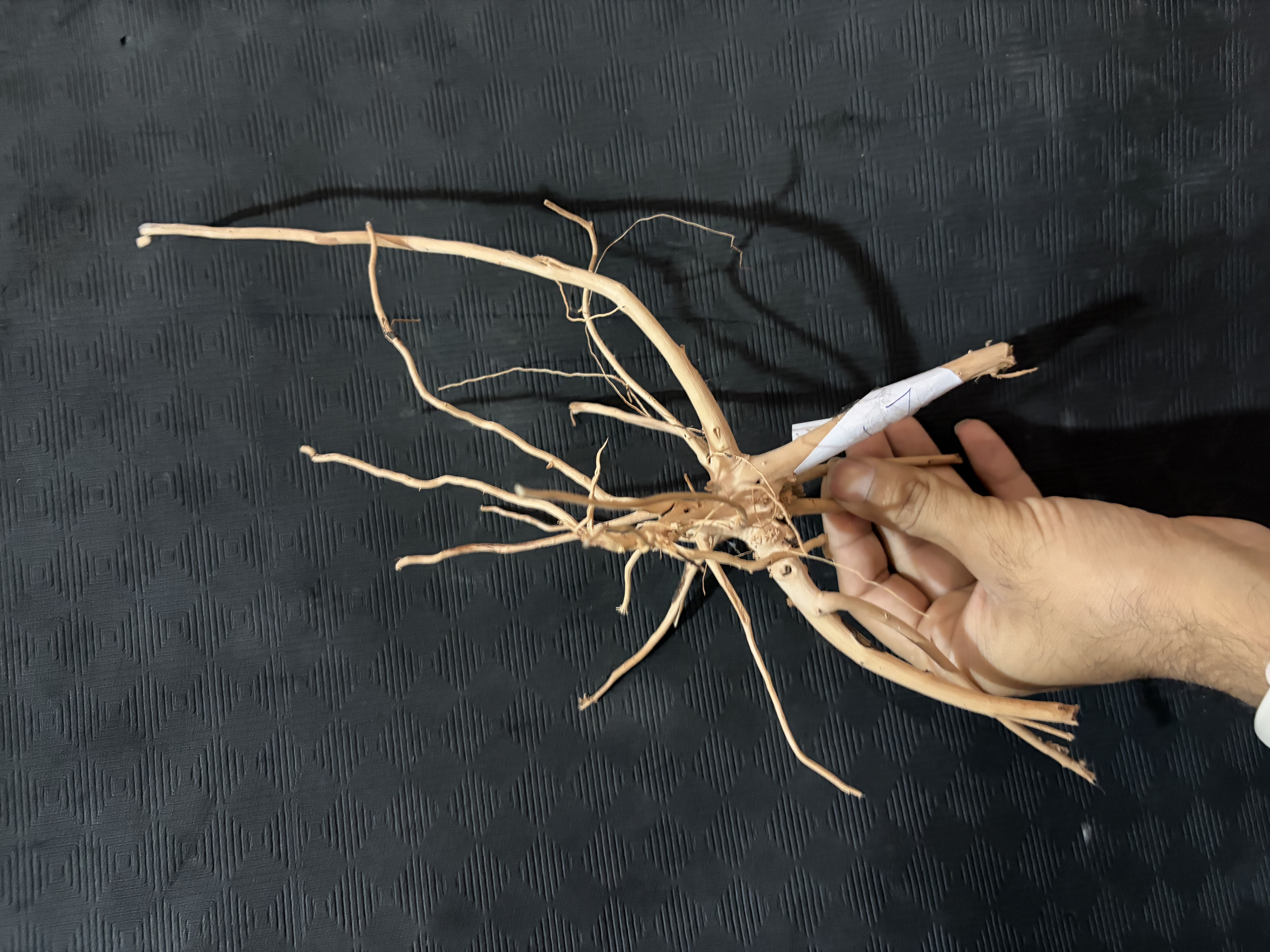 Terrarium wood Small : 24