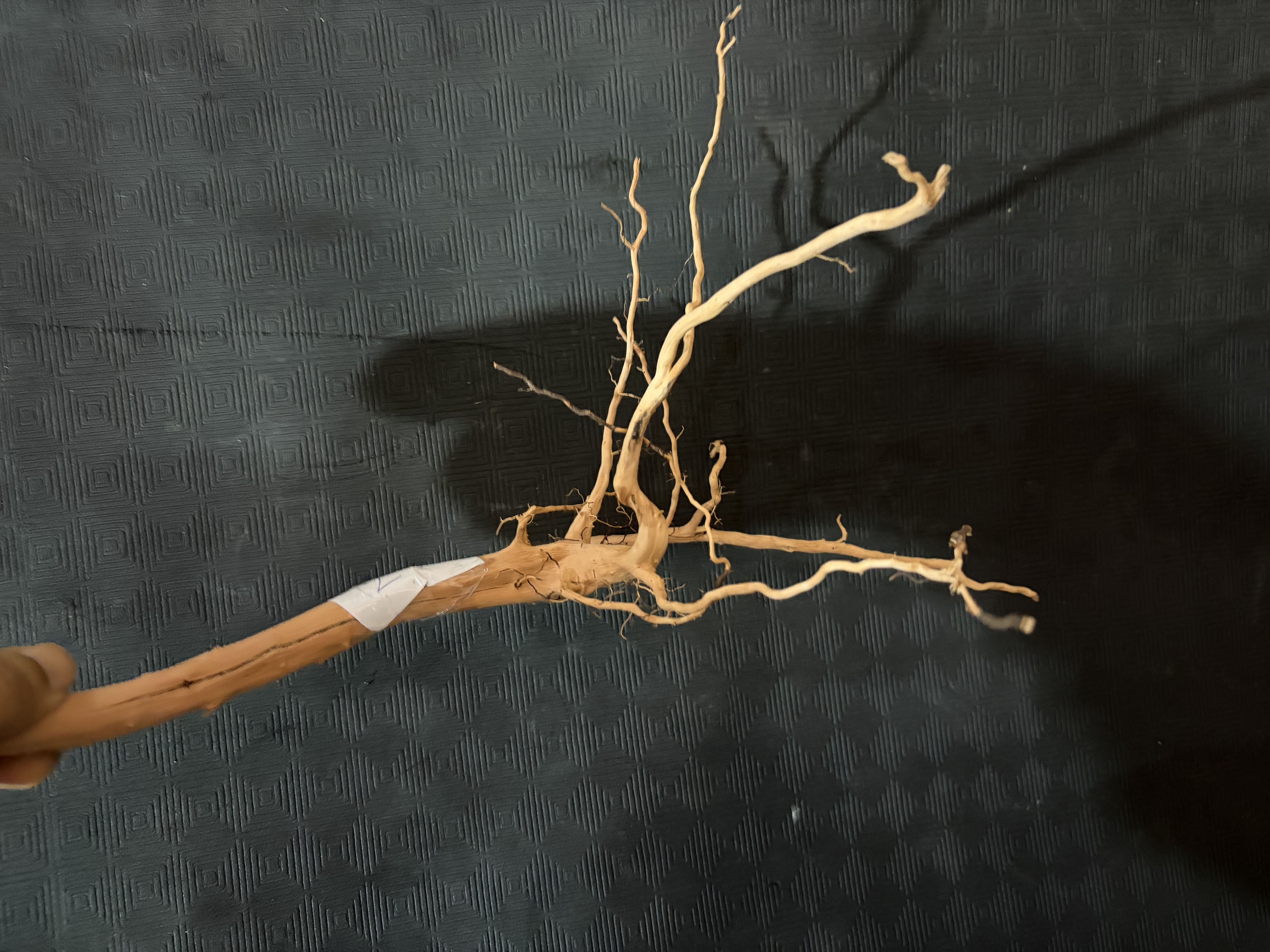 Terrarium wood Small : 26