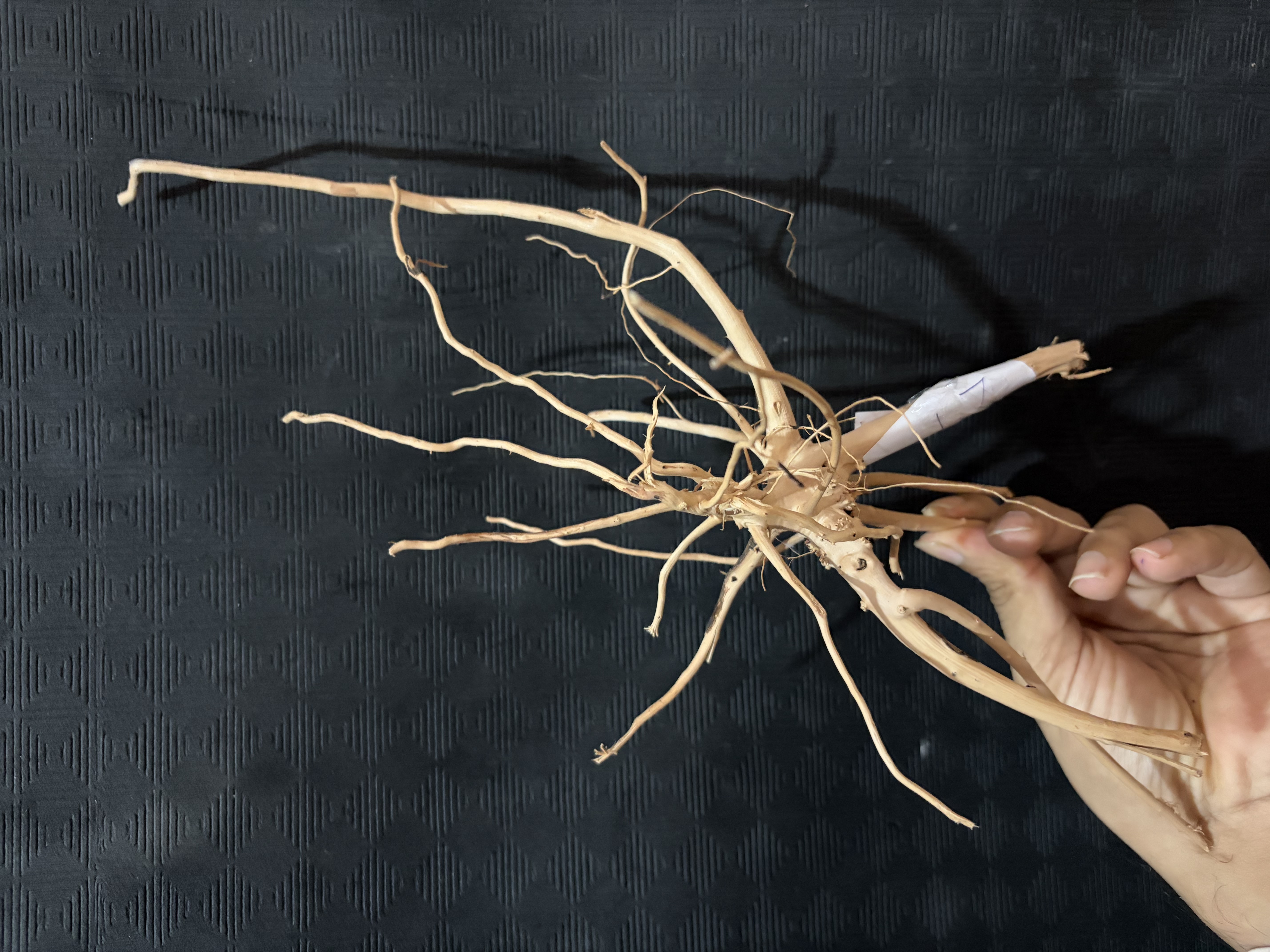 Terrarium wood Small : 24