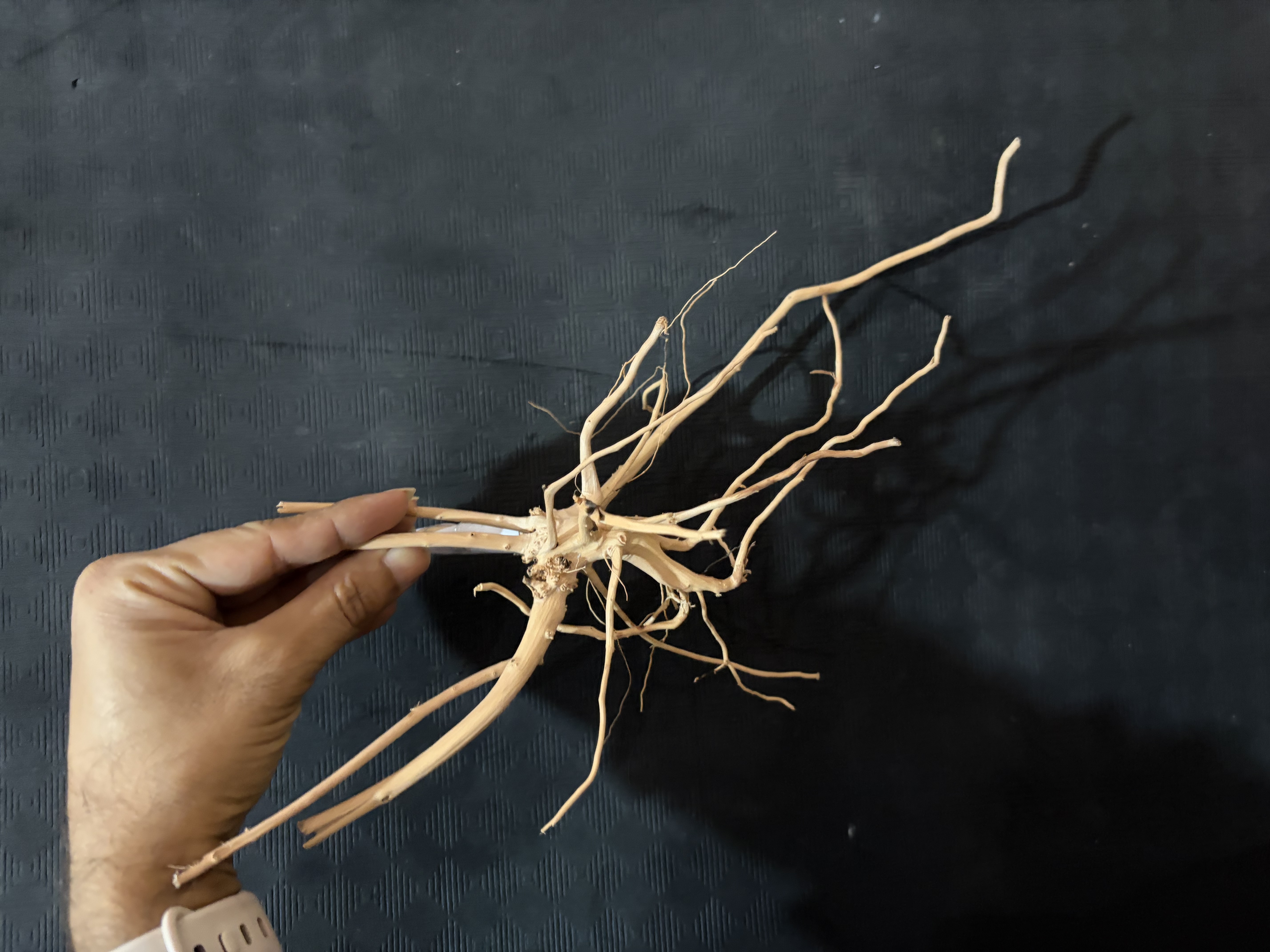 Terrarium wood Small : 24