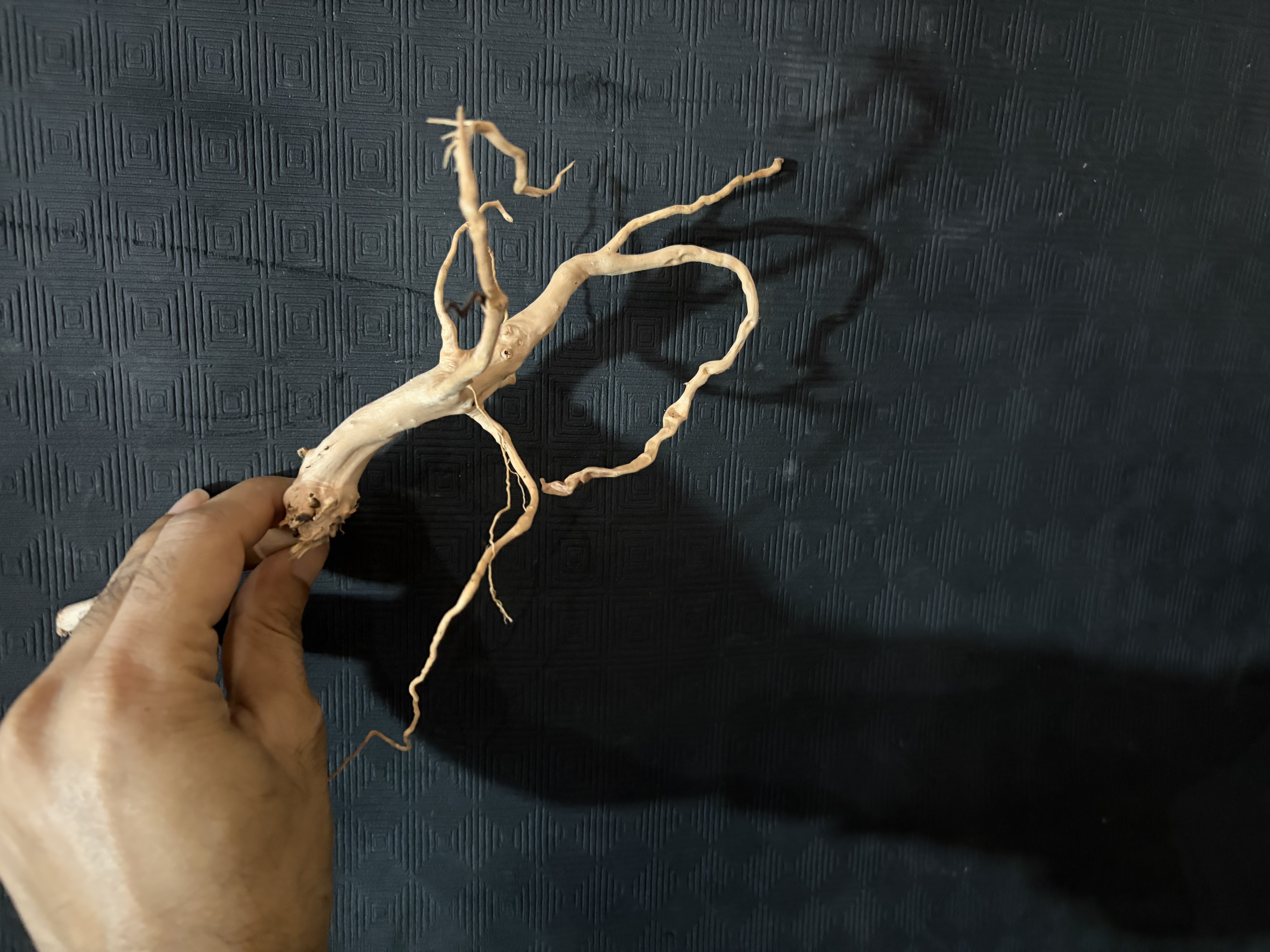 Terrarium wood Small :23