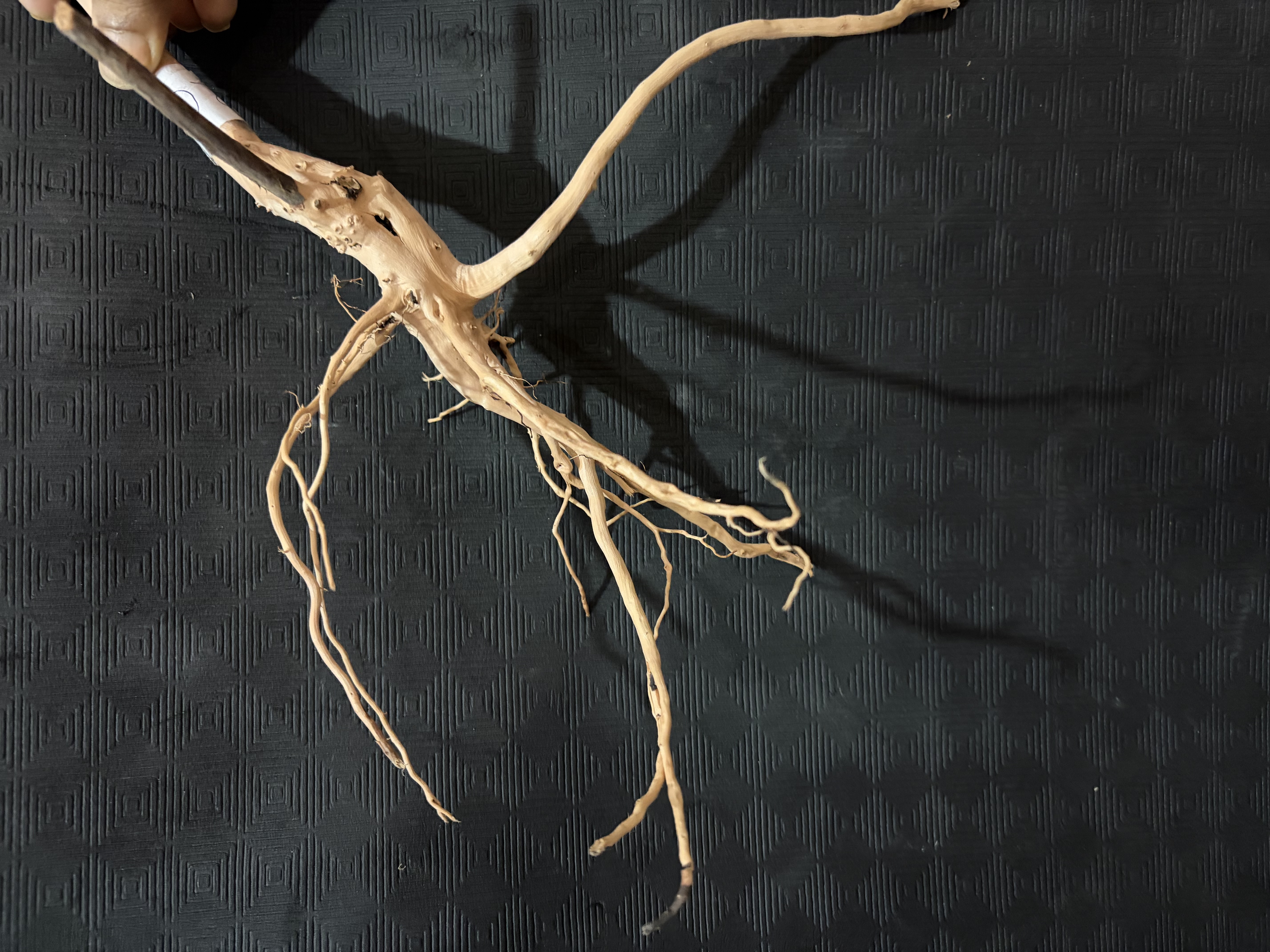 Terrarium wood Small : 20