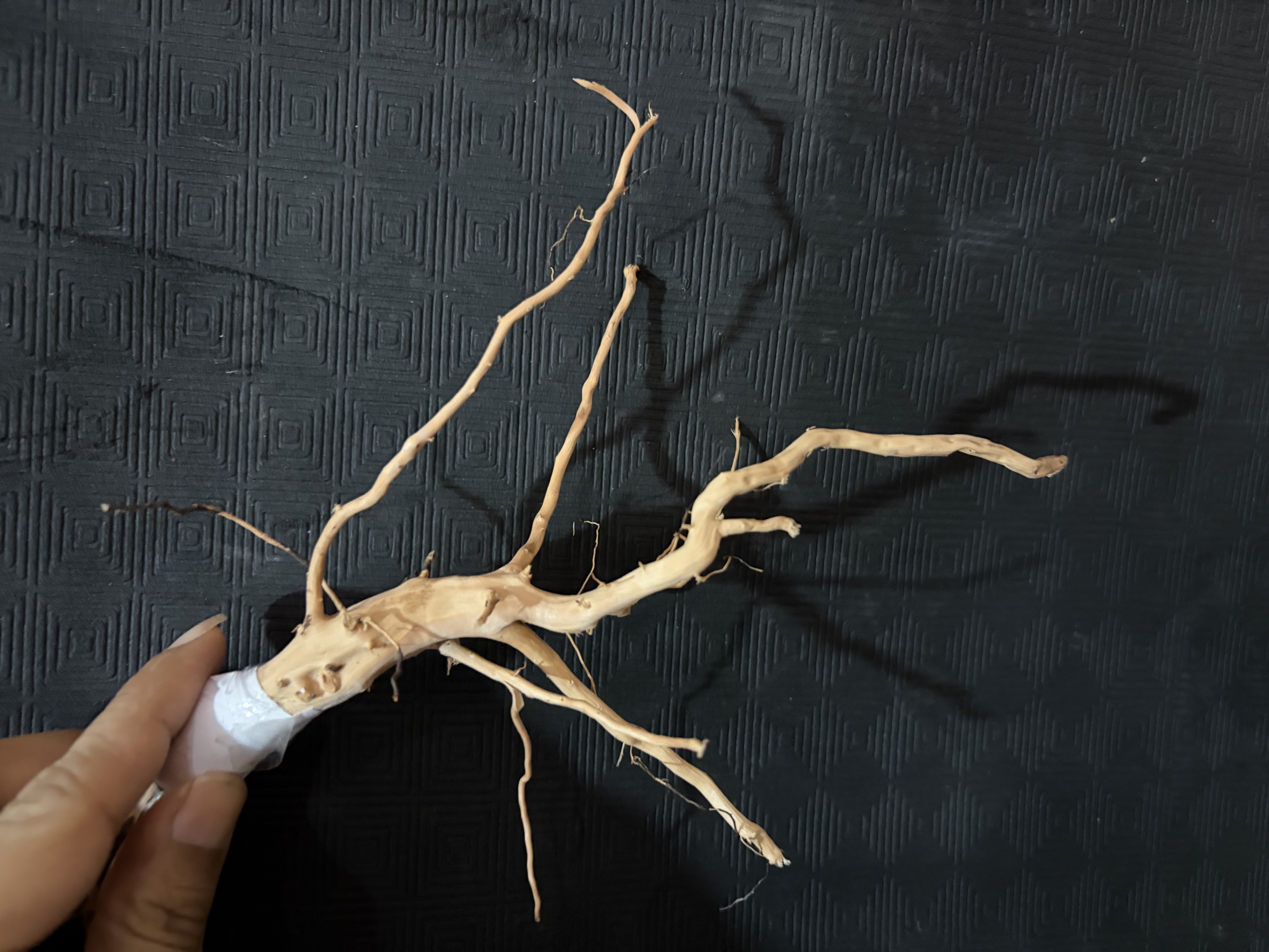 Terrarium wood Small : 19