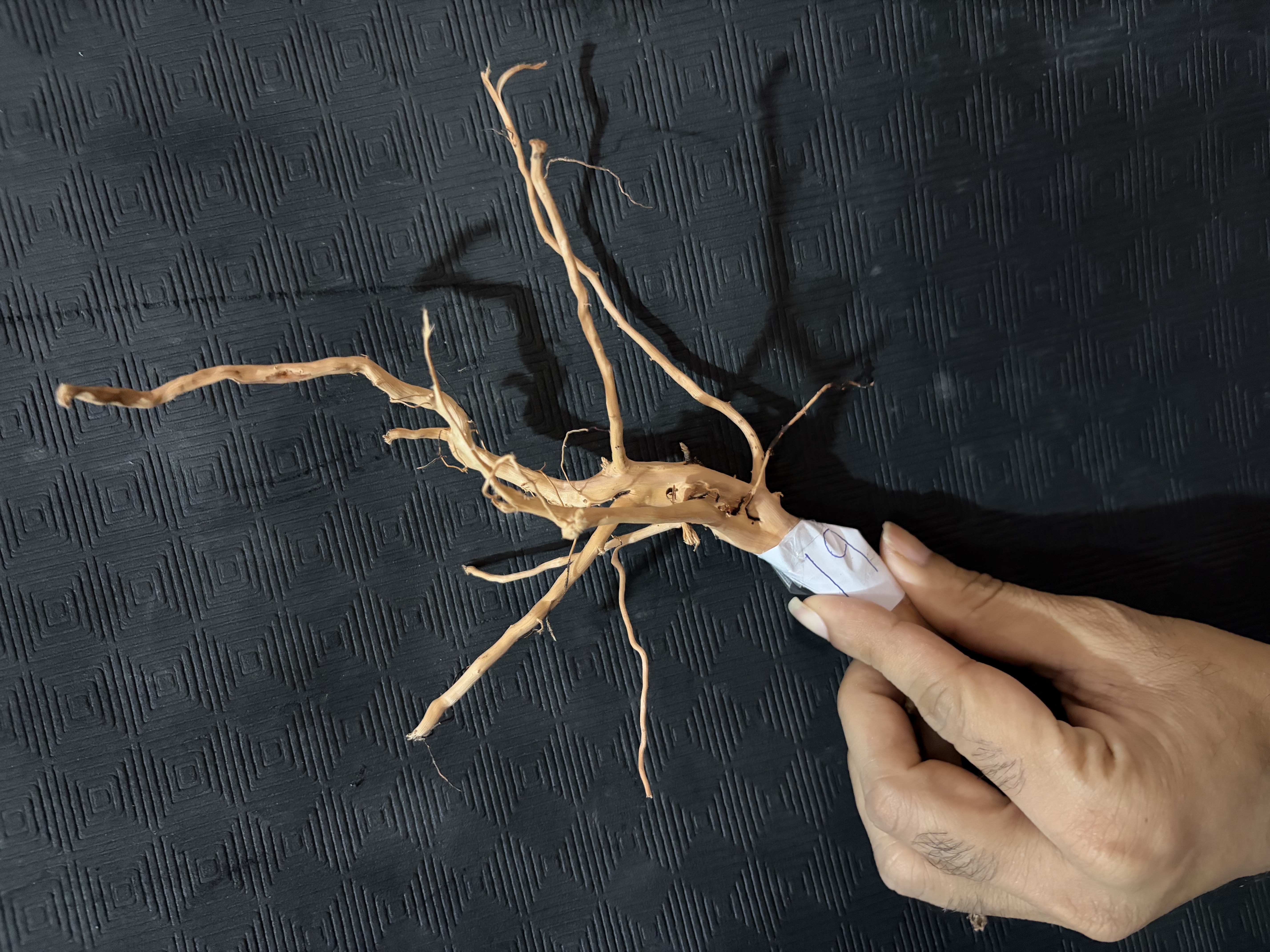 Terrarium wood Small : 19