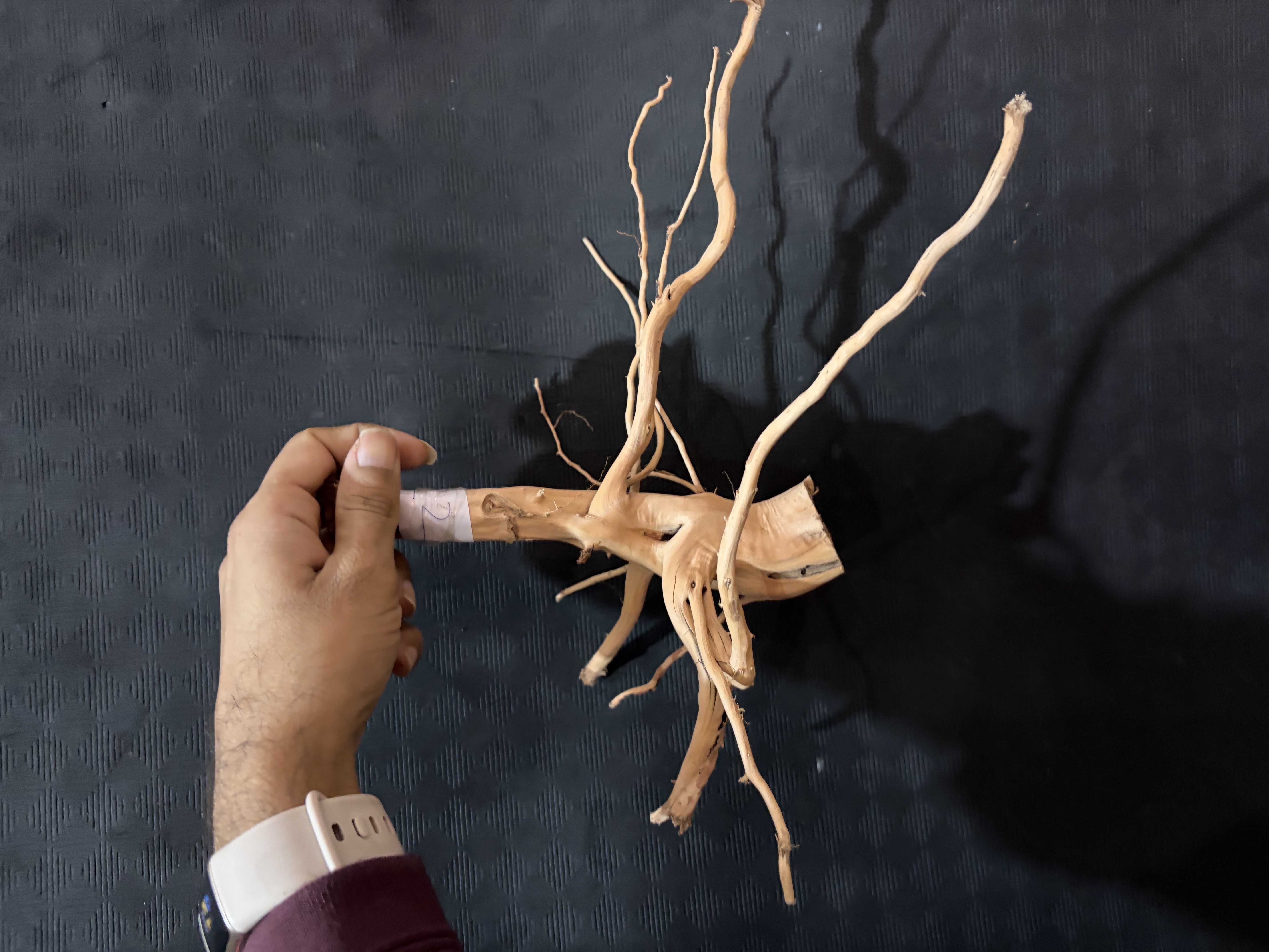 Terrarium wood Small : 22