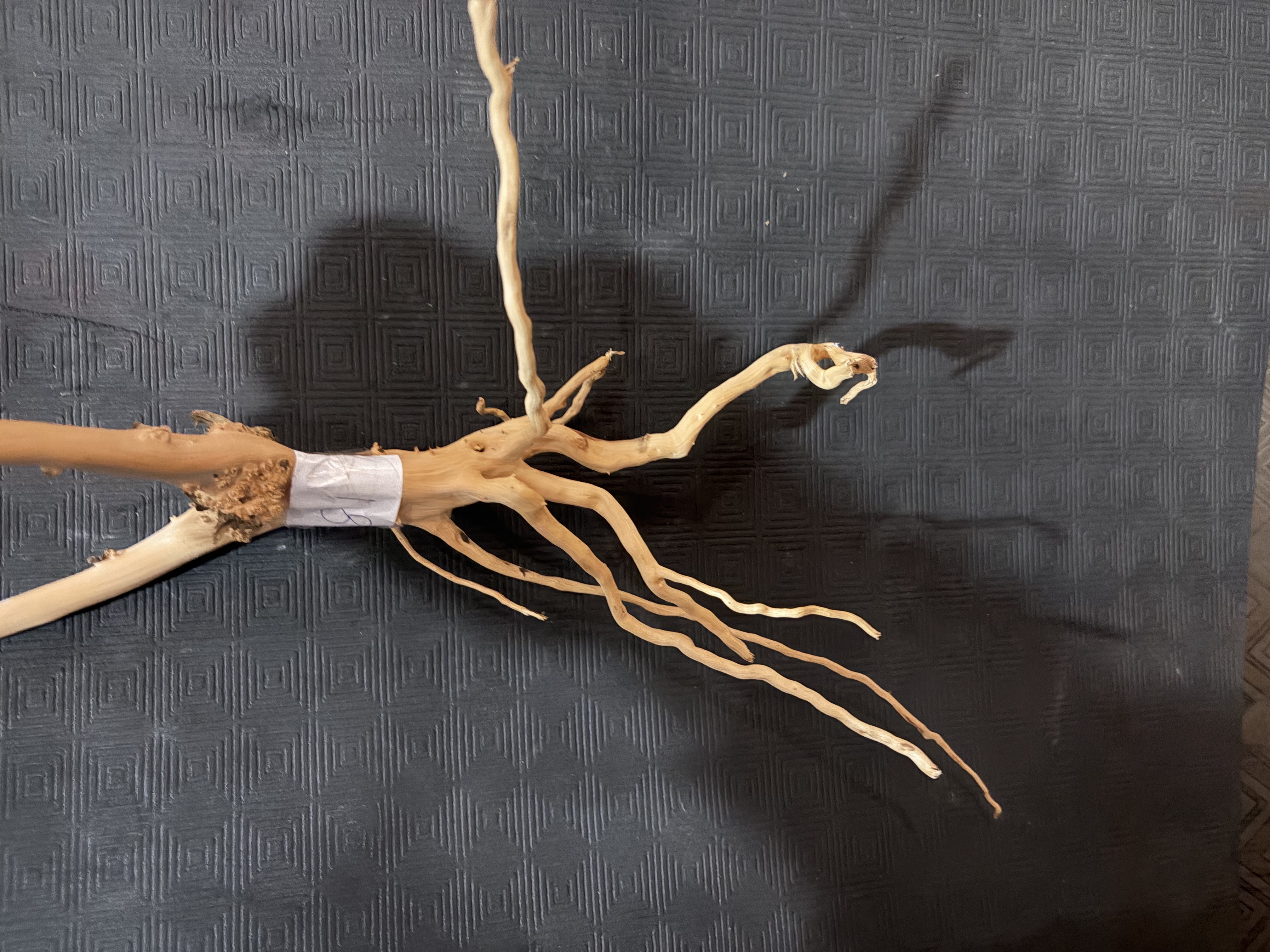 Terrarium wood small : 18