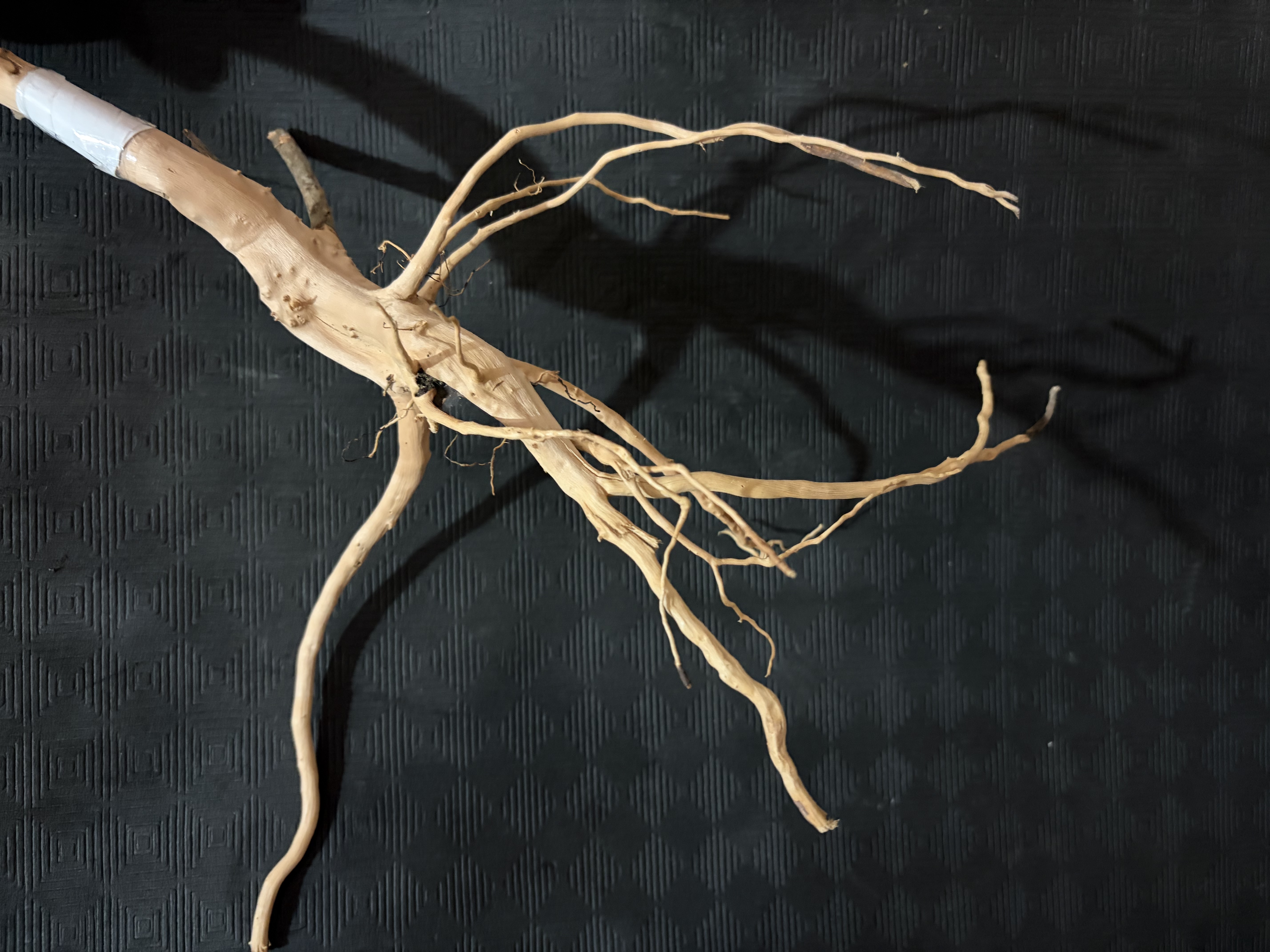 Terrarium wood Small : 20