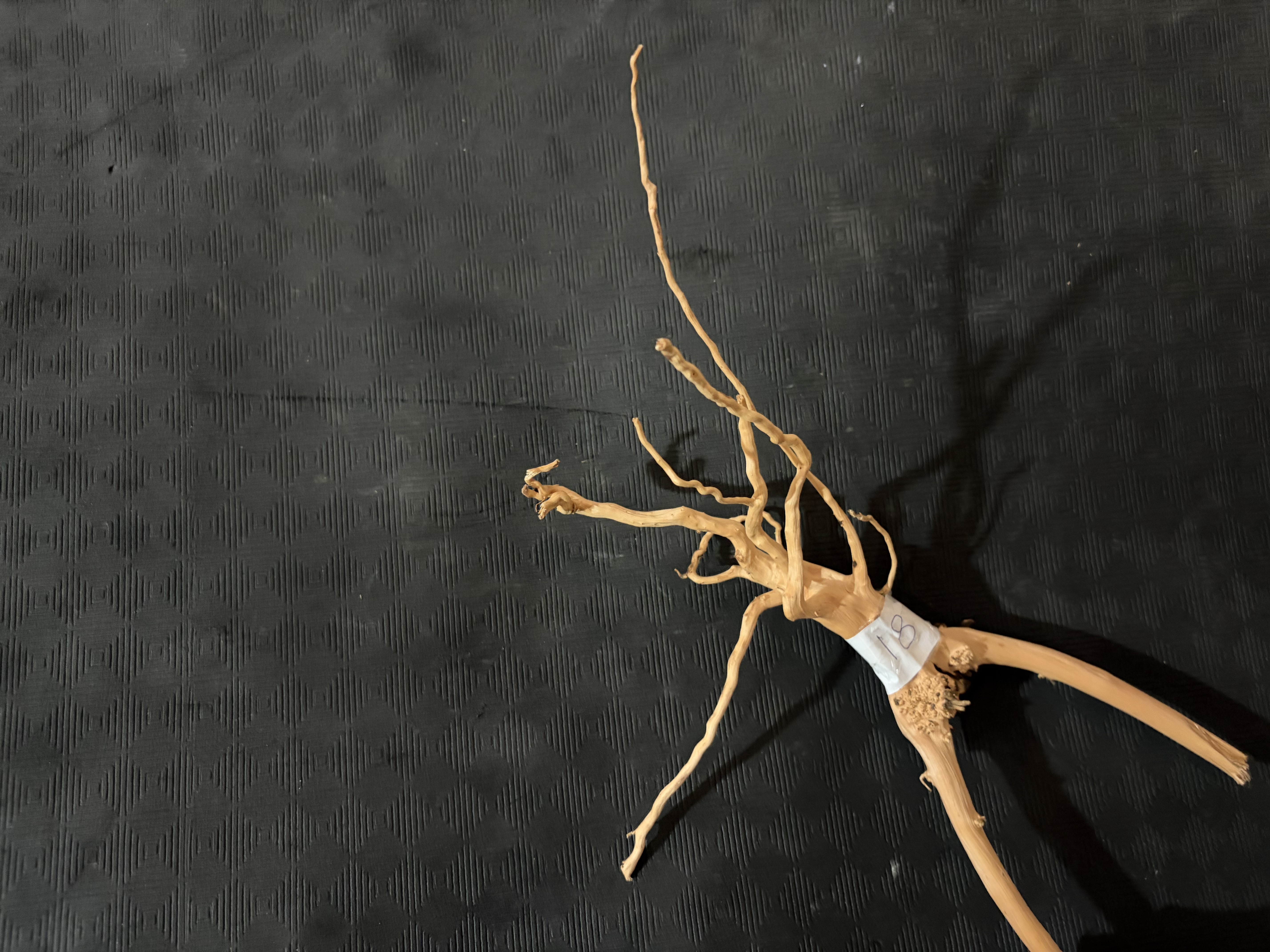 Terrarium wood small : 18