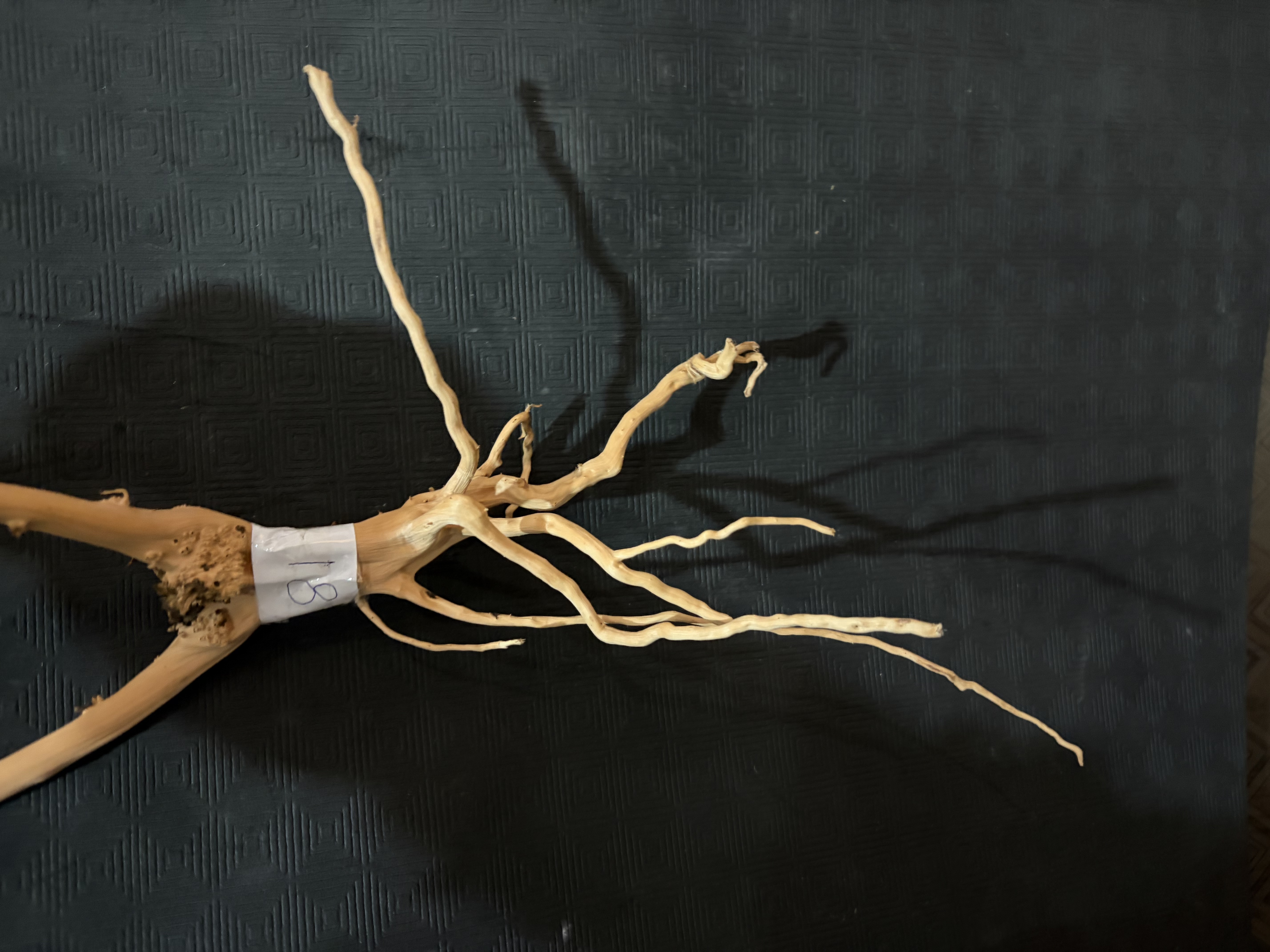 Terrarium wood small : 18