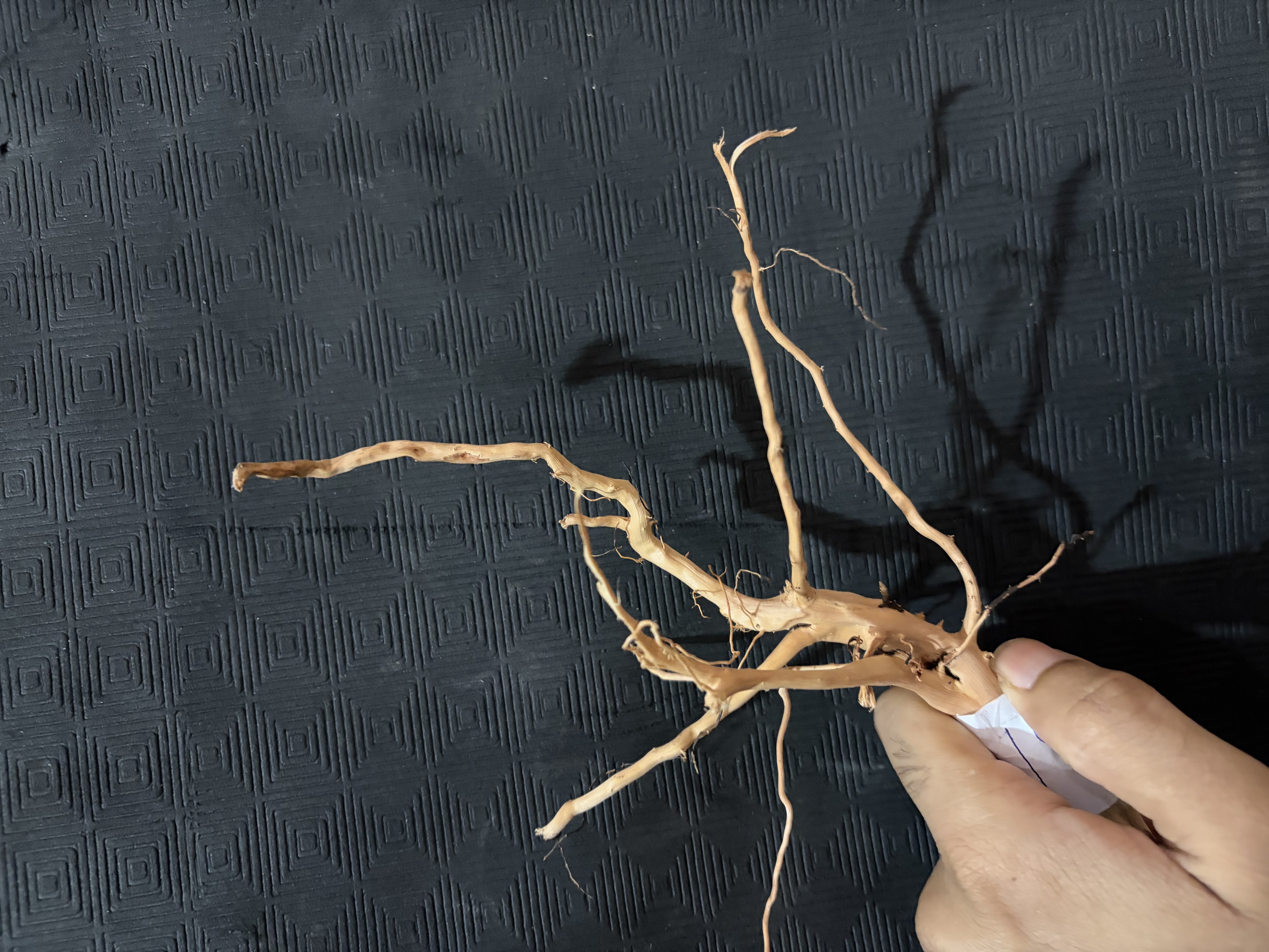 Terrarium wood Small : 19