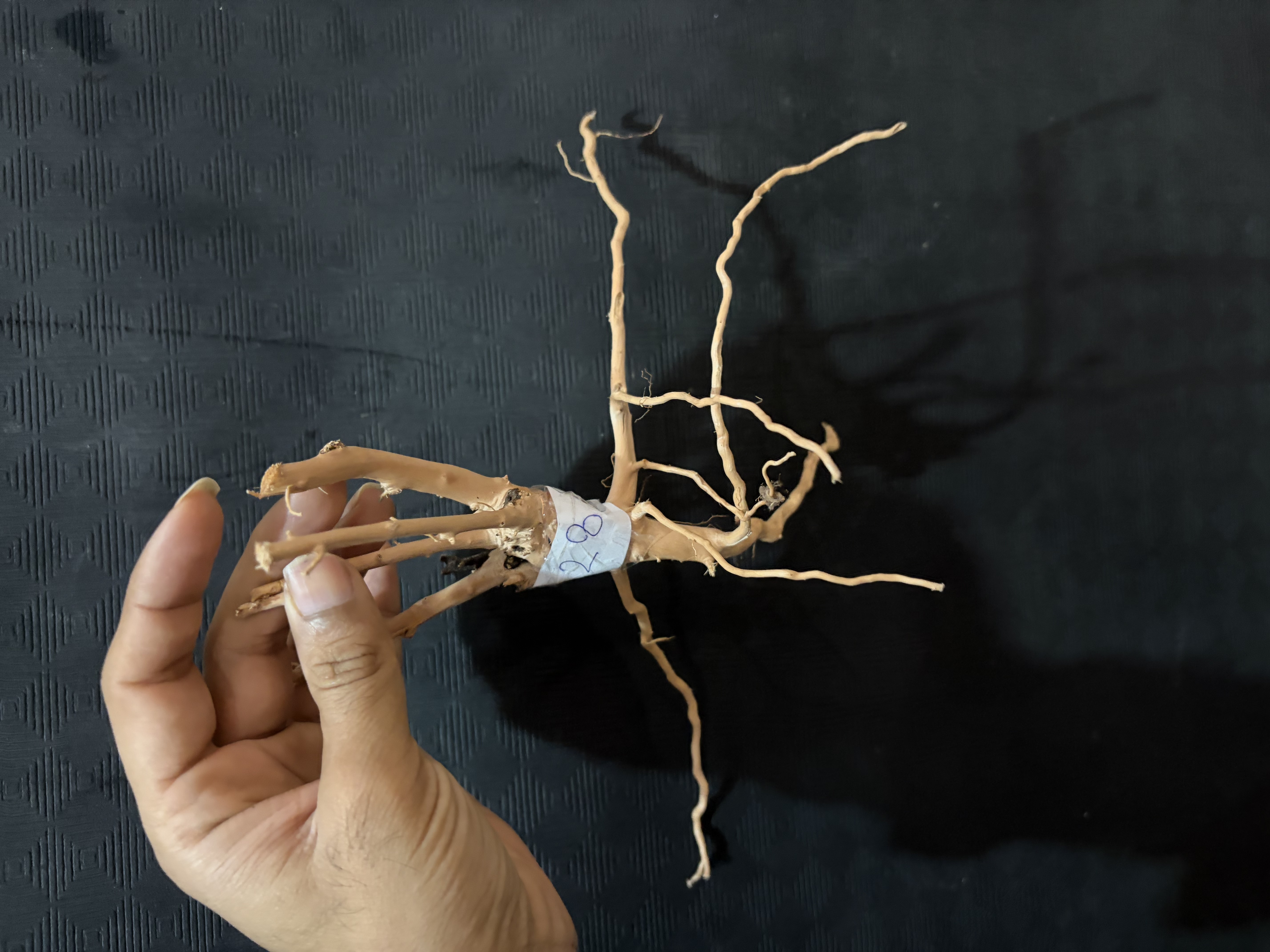 Terrarium wood Small : 28