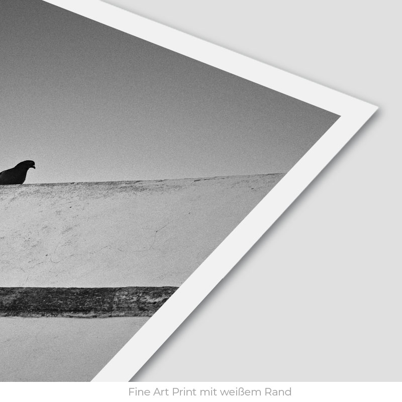 La Paloma | Fine Art Print