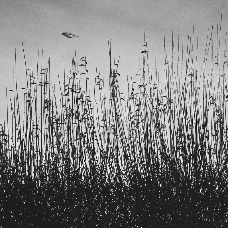 Floating Bird | Alu Dibond