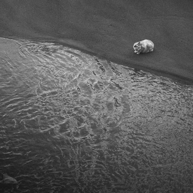 La Gata | Alu Dibond